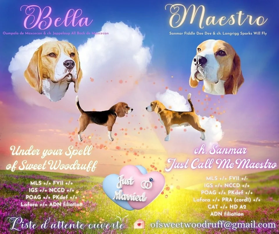 Carte de reconnaissance de chiens de race beagle nommés Bella et Maestro, avec leurs noms, des détails généalogiques et un message "Just Married" sur un fond de ciel coloré avec des nuages et un champ de fleurs.