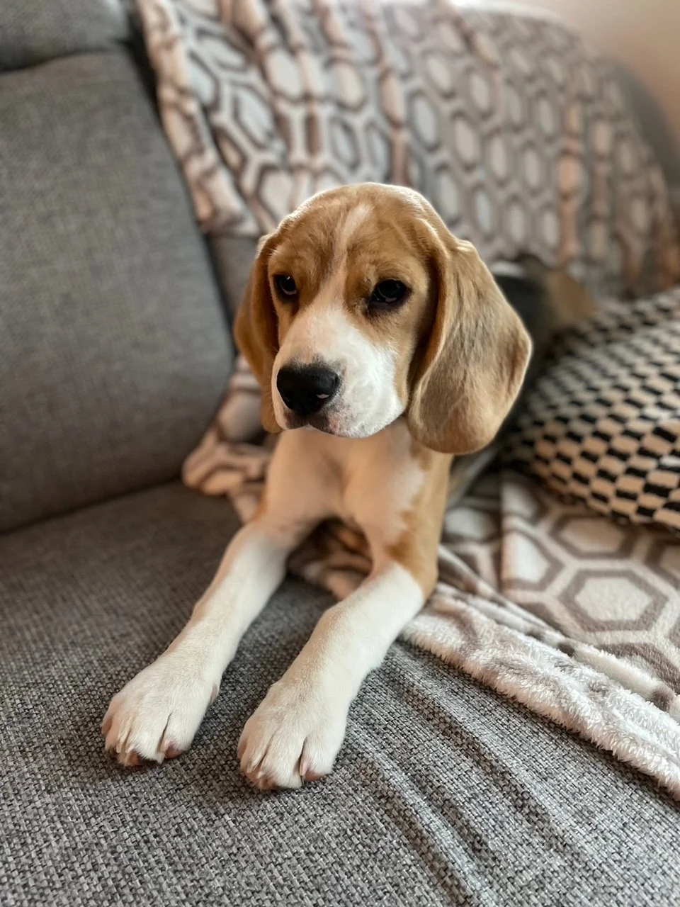 Jeune chien beagle couché sur un canapé en tissu gris, entouré de coussins avec motifs géométriques.