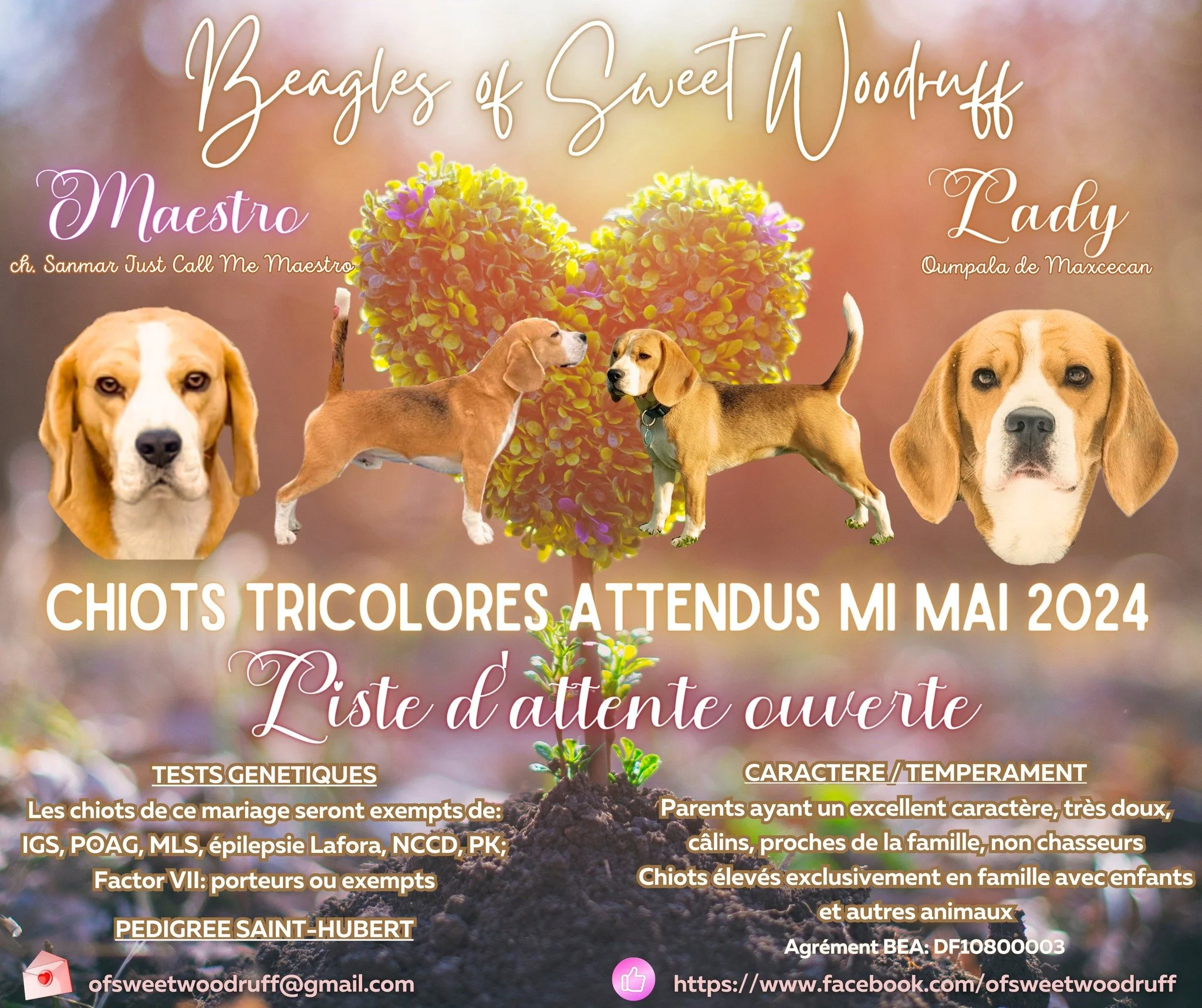 Un fond flou avec des fleurs jaunes et violettes, en premier plan des chiots beiges et blancs de race Beagle, avec une inscription en français annonçant la liste d'attente pour la naissance de chiots tricolores en mai 2024, avec des informations de contact et de réseaux sociaux en bas.