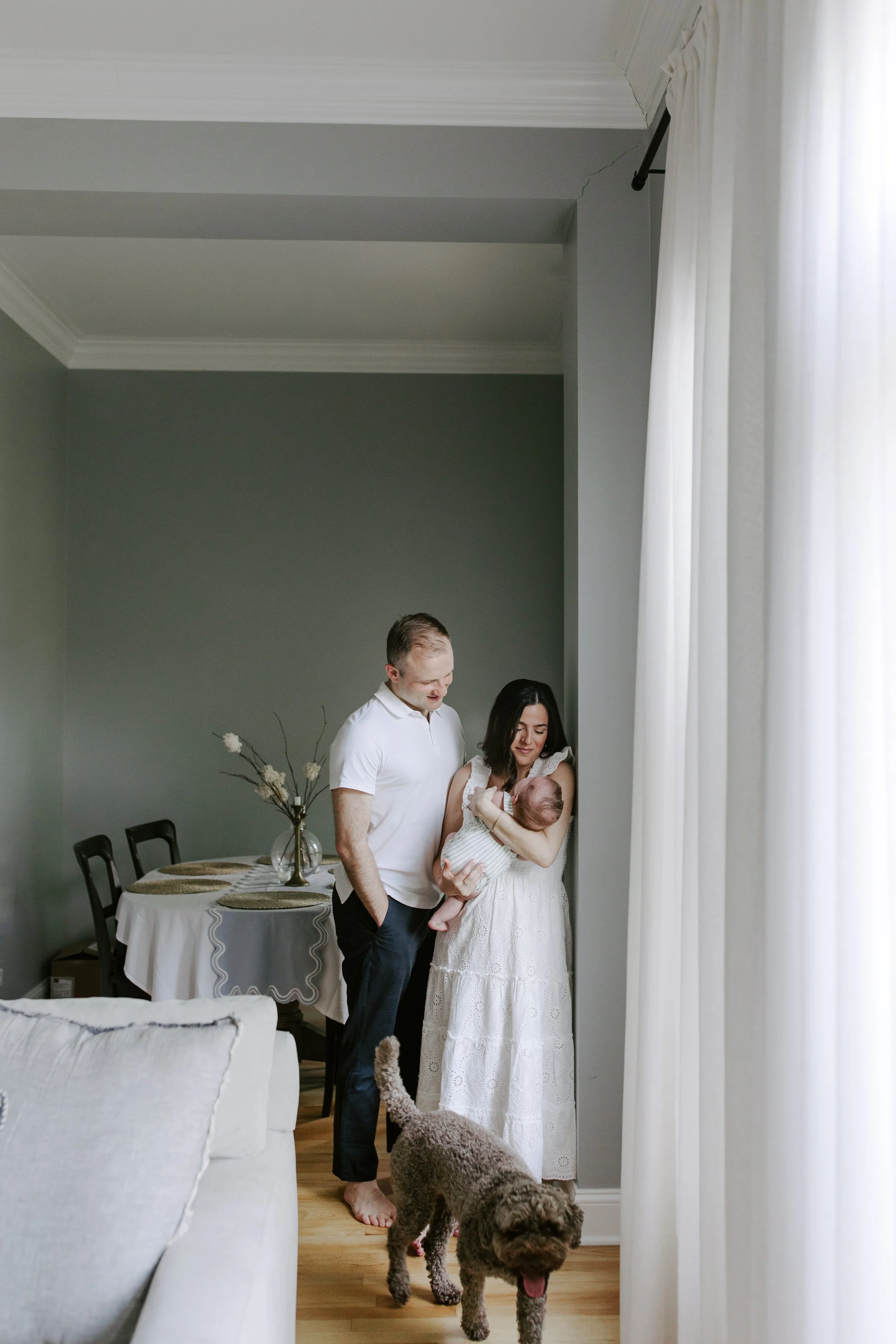 A mother and father look lovingly at their baby girl in a bright living room with white curtains, a dining table with a tablecloth, and two large dogs standing on the wooden floor.