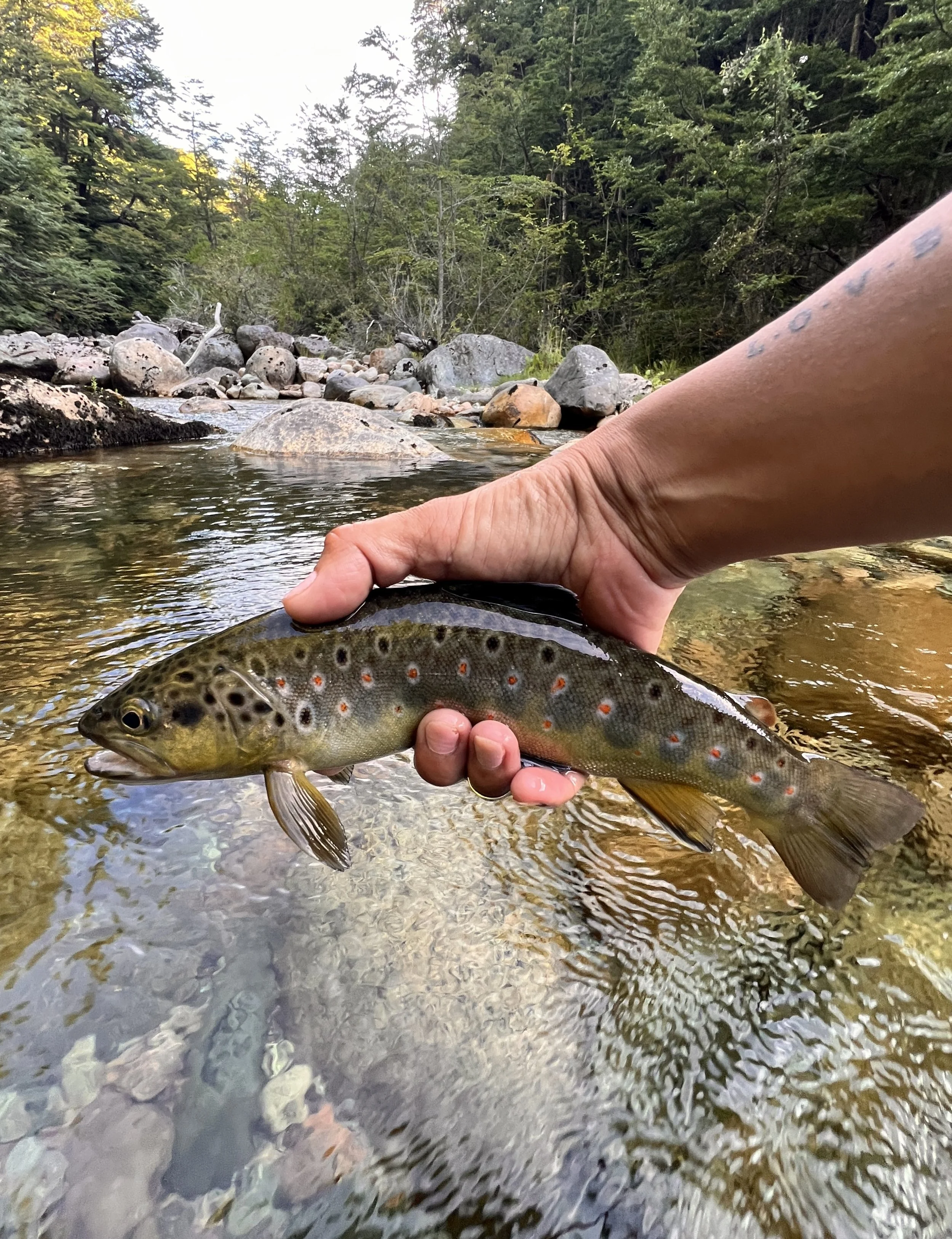 brown trout Chilean Patagonia