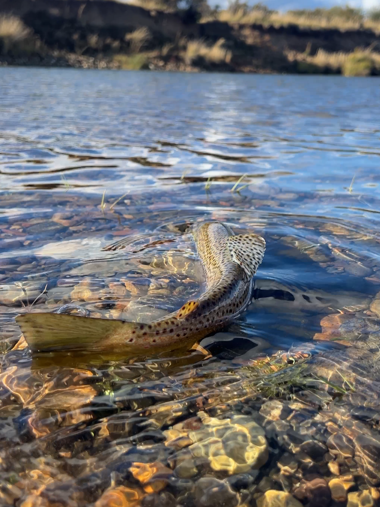Un pez en el agua en un lago o río con piedras en el fondo y vegetación en el horizonte.