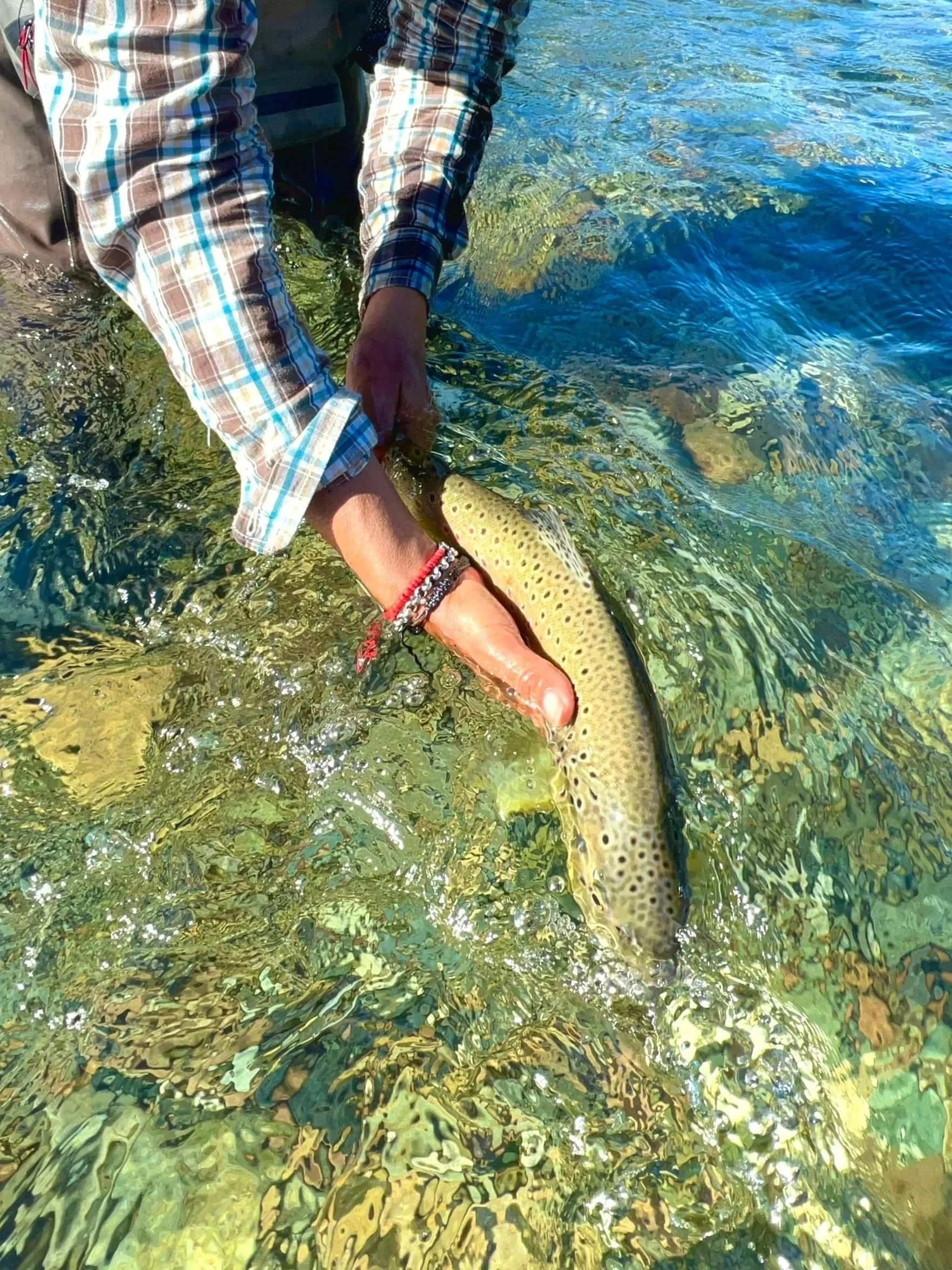 Persona lanzando un pez al agua en un río con fondo de rocas y agua cristalina.