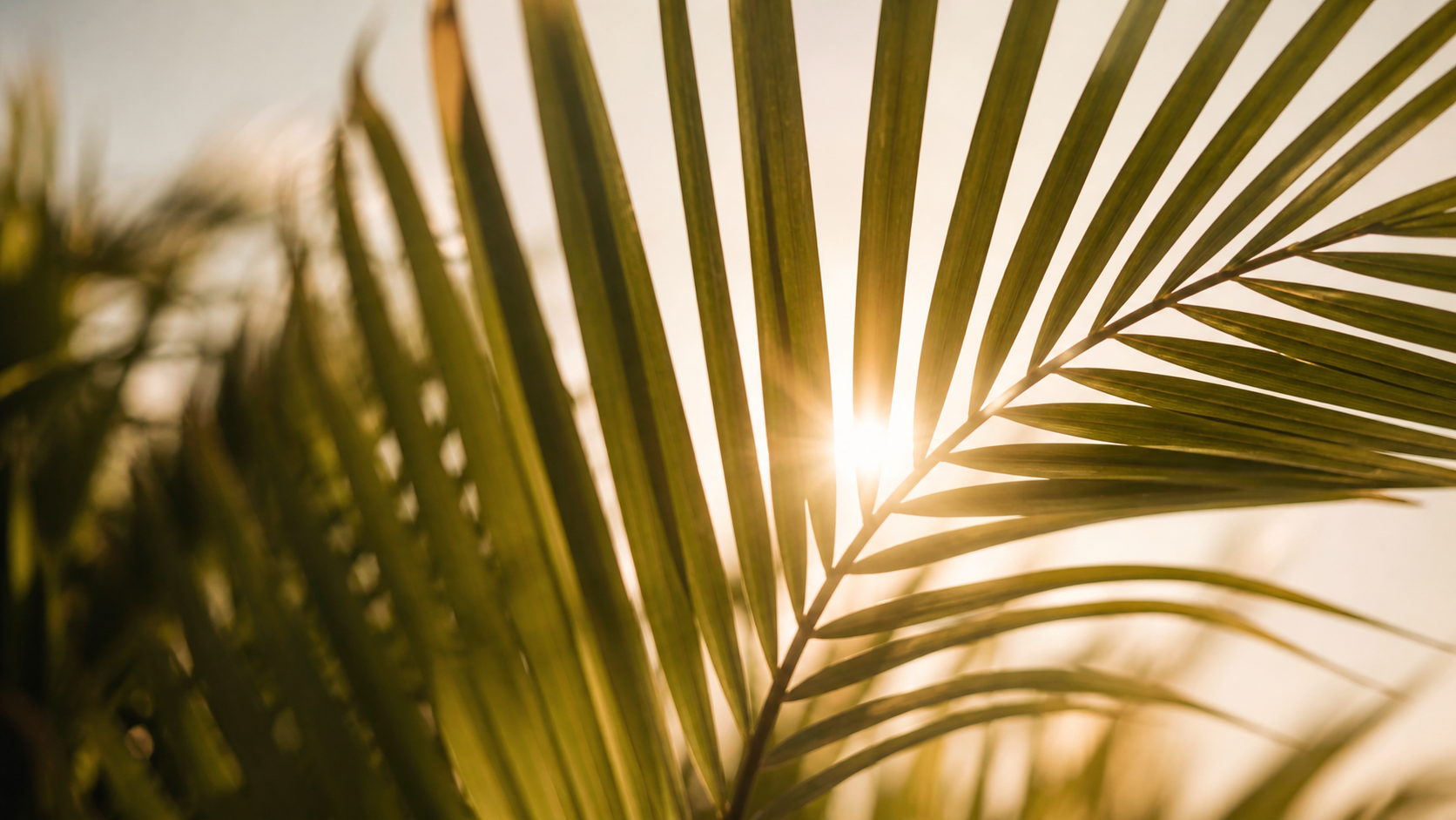Sunlight shining through green palm fronds.