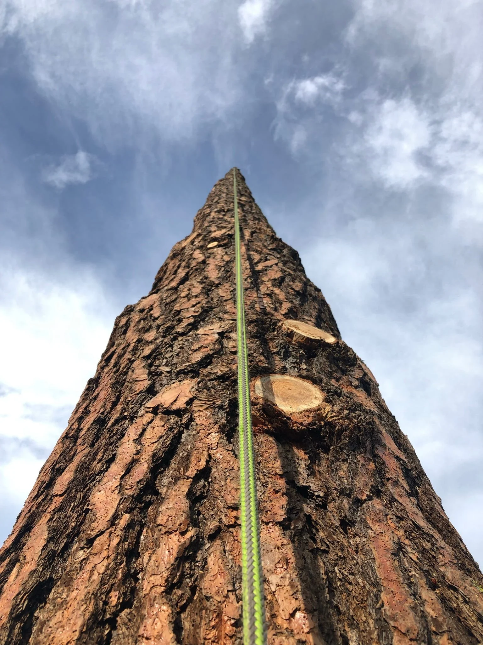 Large tree trunk and debris after professional tree removal — site cleanup and wood hauling services in Cody and Powell, WY