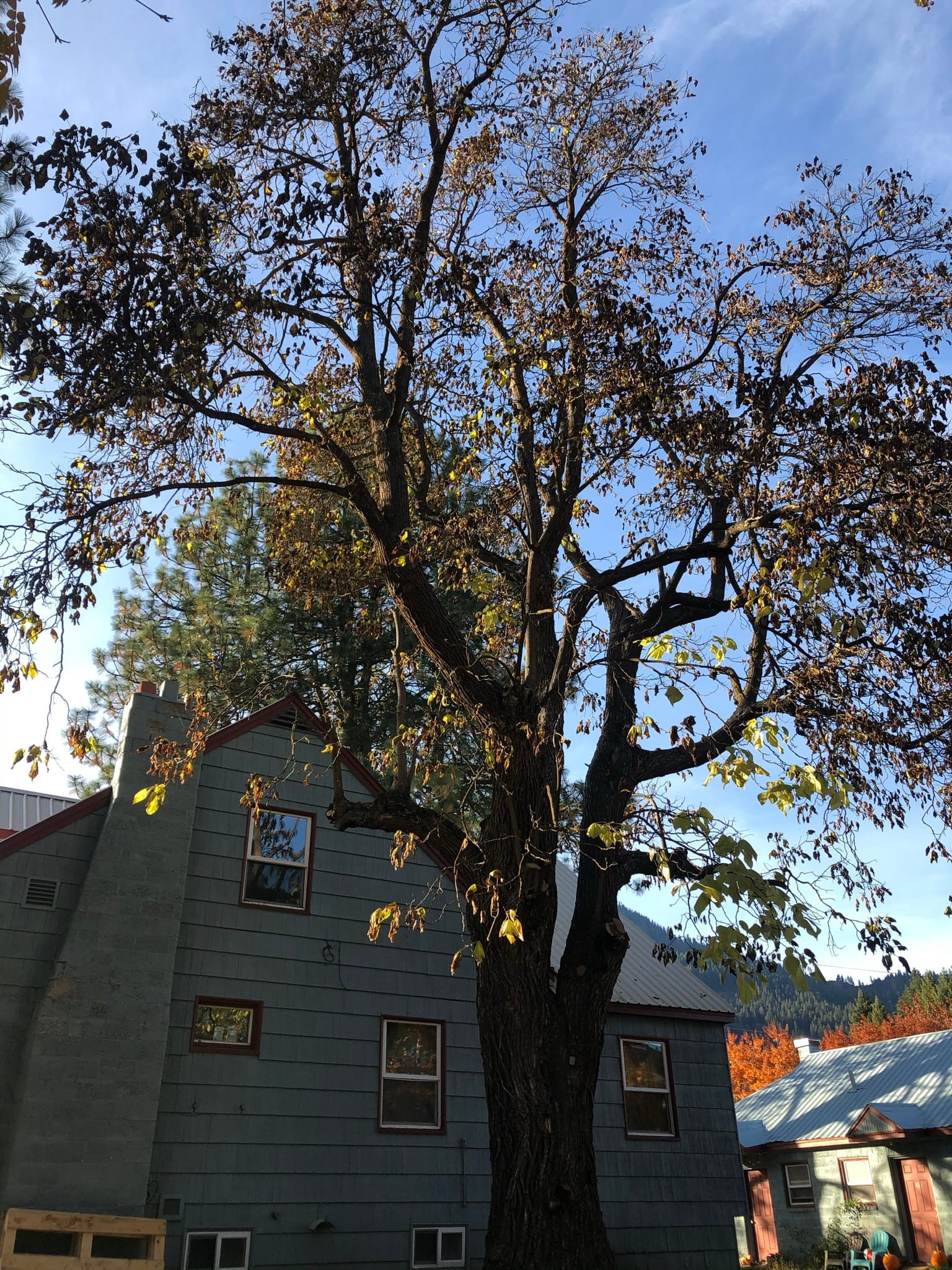 Expert tree pruning and trimming near a residential structure — professional tree care in Cody and Powell, WY