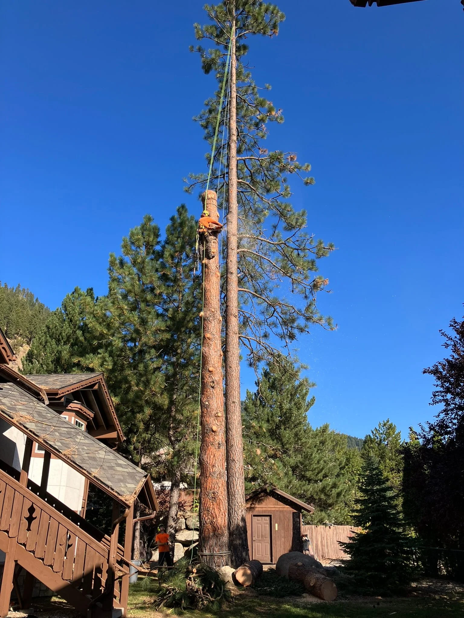 ISA Certified Arborist performing technical top-down removal of a tall dead ponderosa pine directly adjacent to a mountain lodge — precision tree removal services in Cody and Powell, WY