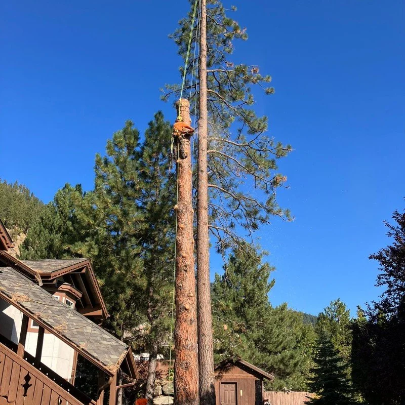 Professional tree removal in progress — ISA Certified Arborist and tree service in Cody and Powell, WY