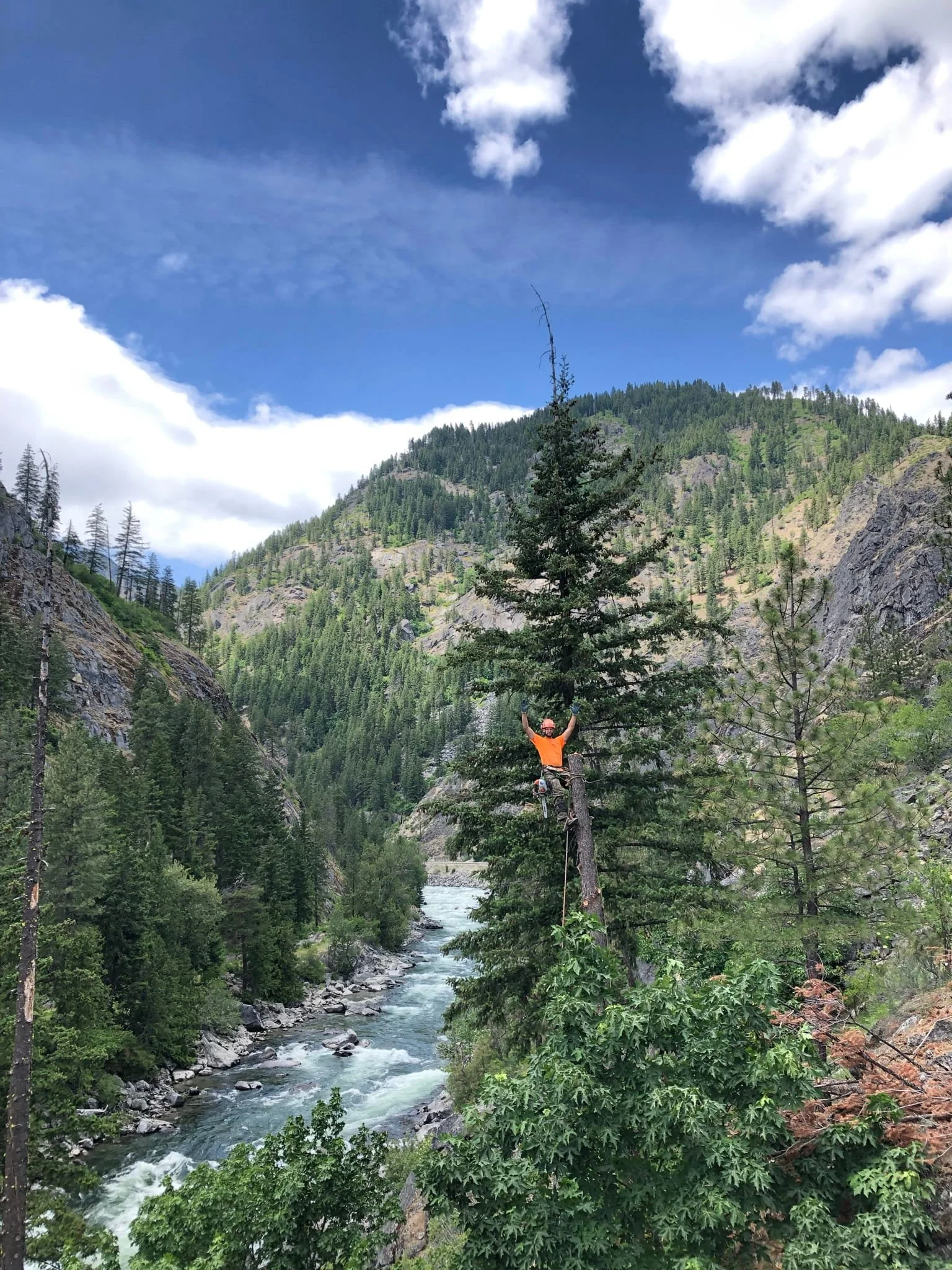 ISA Certified Arborist performing technical tree climbing and removal in steep canyon terrain — professional tree service in Cody and Powell, WY