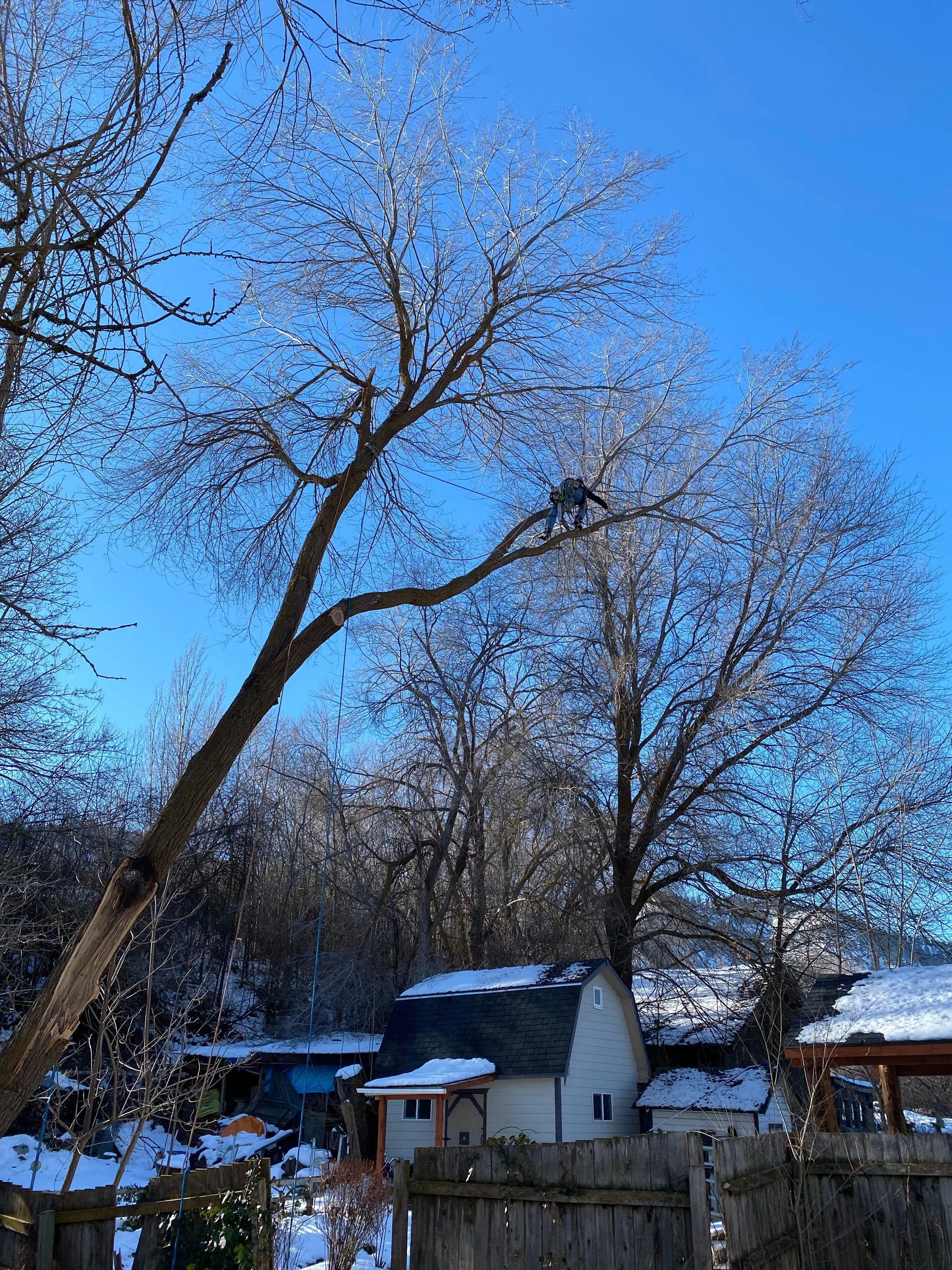 ISA Certified Arborist climbing and pruning a large cottonwood over a residential property in winter — professional tree service in Cody and Powell, WY