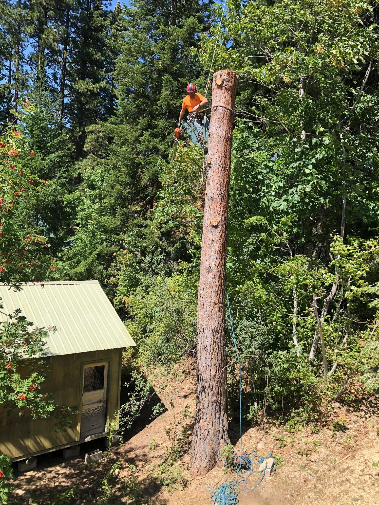 ISA Certified Arborist performing technical tree removal of a large conifer directly adjacent to a residential structure — precision tree removal services in Cody and Powell, WY