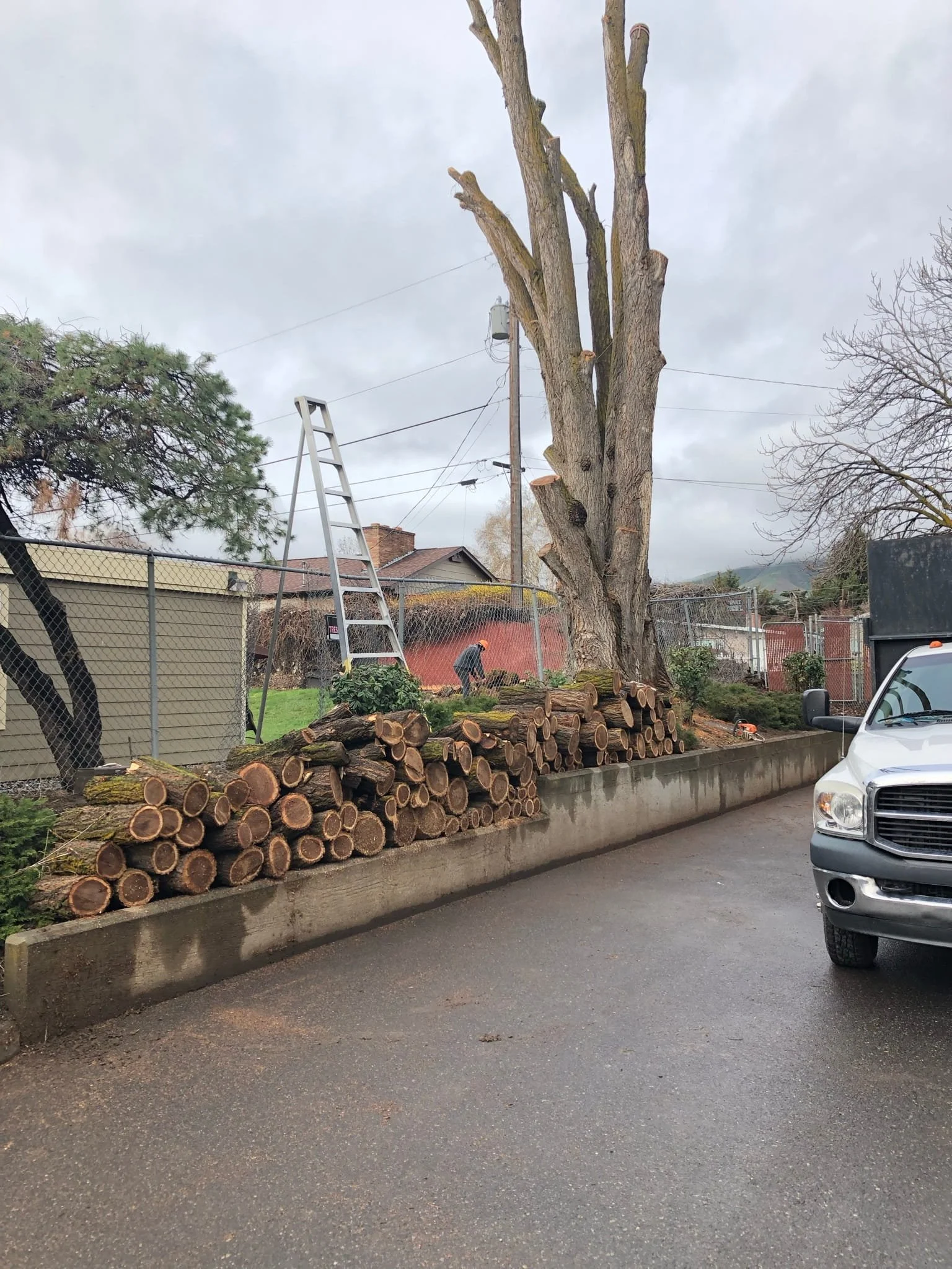 ISA Certified Arborist conducting a hazard tree assessment on a residential property — tree risk evaluation in Cody and Powell, WY