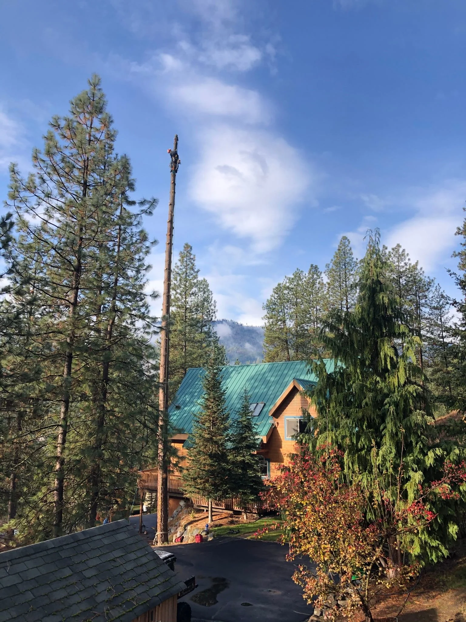 ISA Certified Arborist at the top of a tall ponderosa pine removal adjacent to a mountain cabin — wildfire mitigation and tree removal services in Cody and Powell, WY