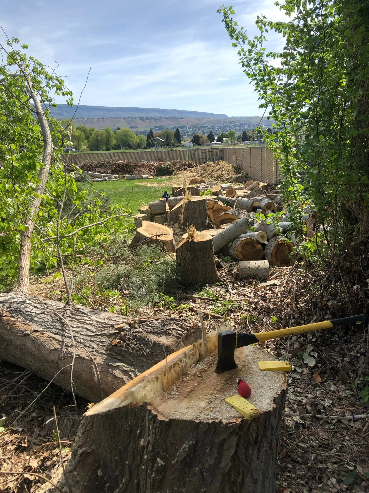 Free wood chips available after tree removal and chipping — Thin Air Tree Service serving Cody, Powell, Bighorn Basin, WY