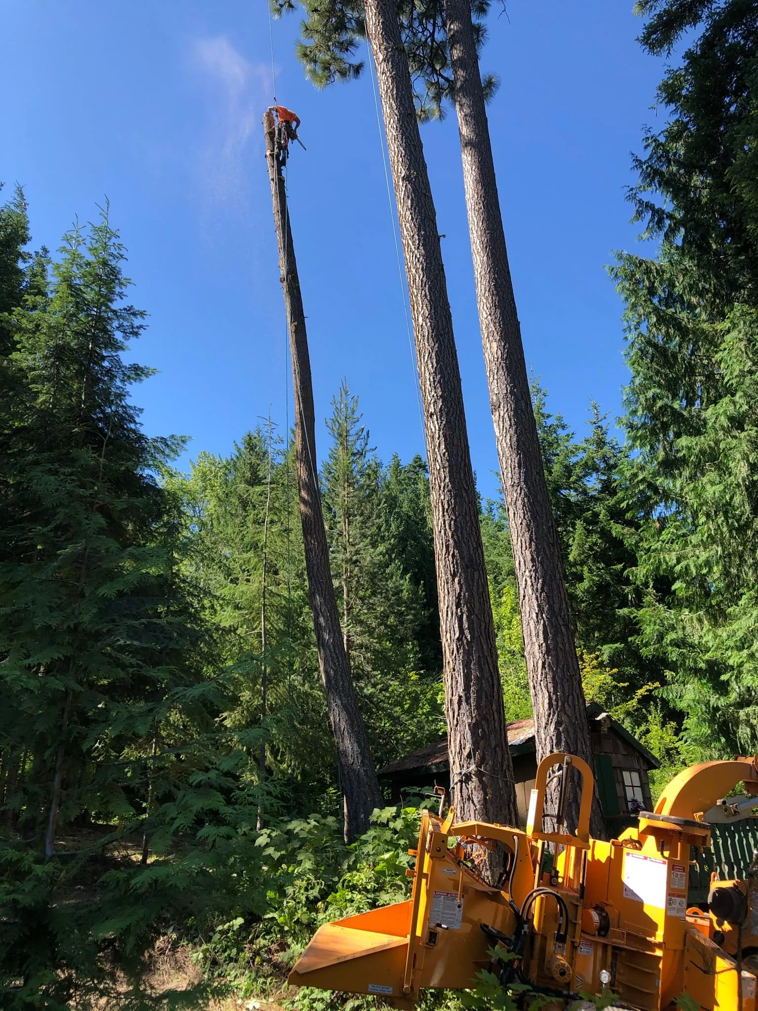 ISA Certified Arborist climbing and removing a large conifer near a residential structure with wood chipper on site — professional tree removal services in Cody and Powell, WY