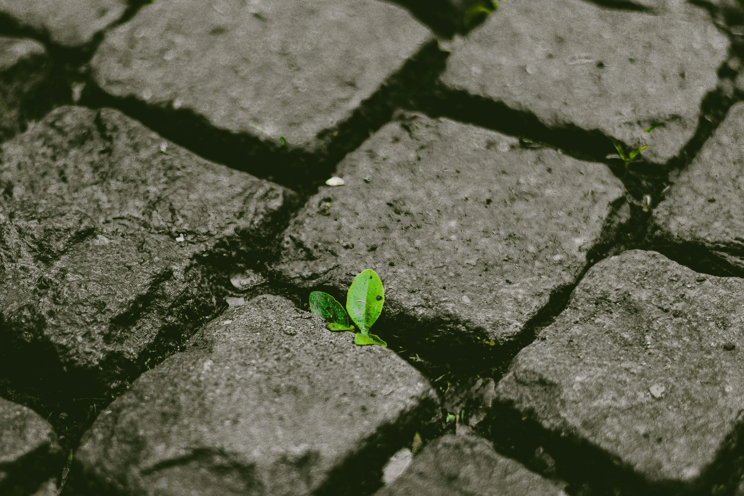 Close-up of small green leaves sprouting from cracks in gray cobblestone pavement.