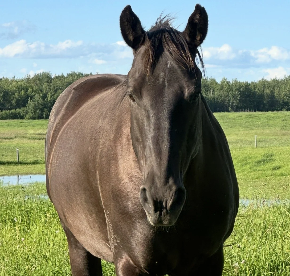 Miss Tis, a horse at Hoofstone Acres providing horse-led healing experiences in Alberta, Canada.