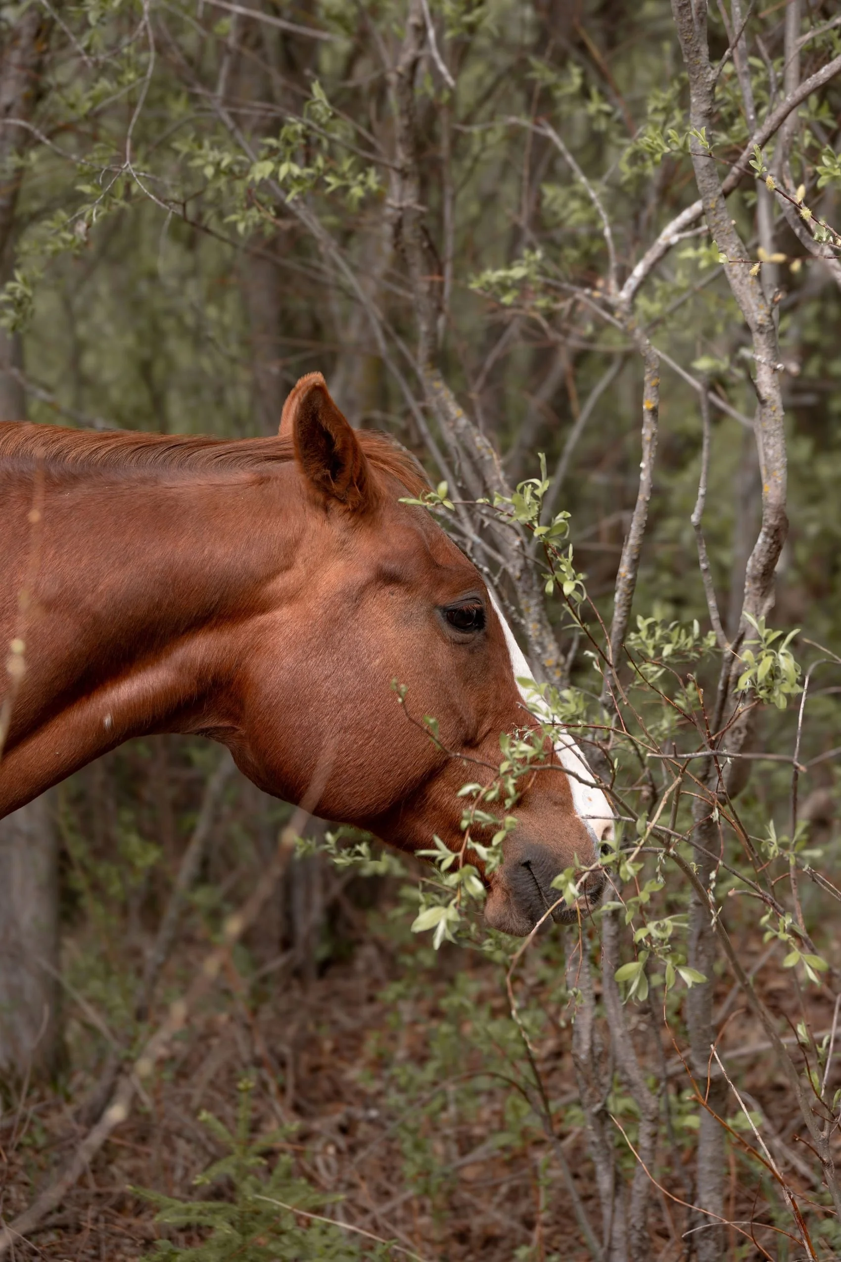Corabel, a horse offering horse medicine experiences and somatic healing support in the Lac Ste. Anne region.