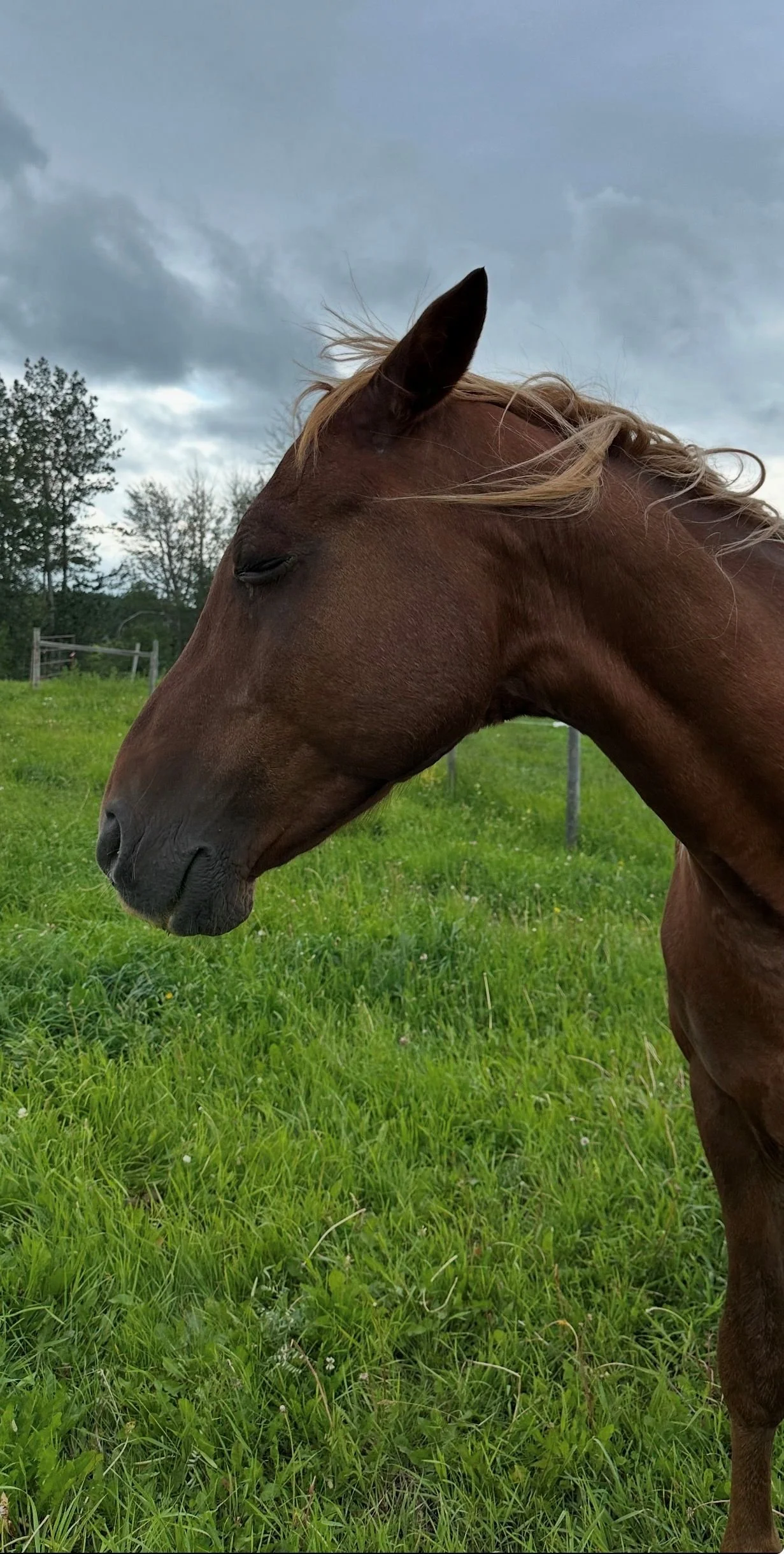 Butterscotch, a horse at Hoofstone Acres facilitating equine wellness experiences in Alberta.