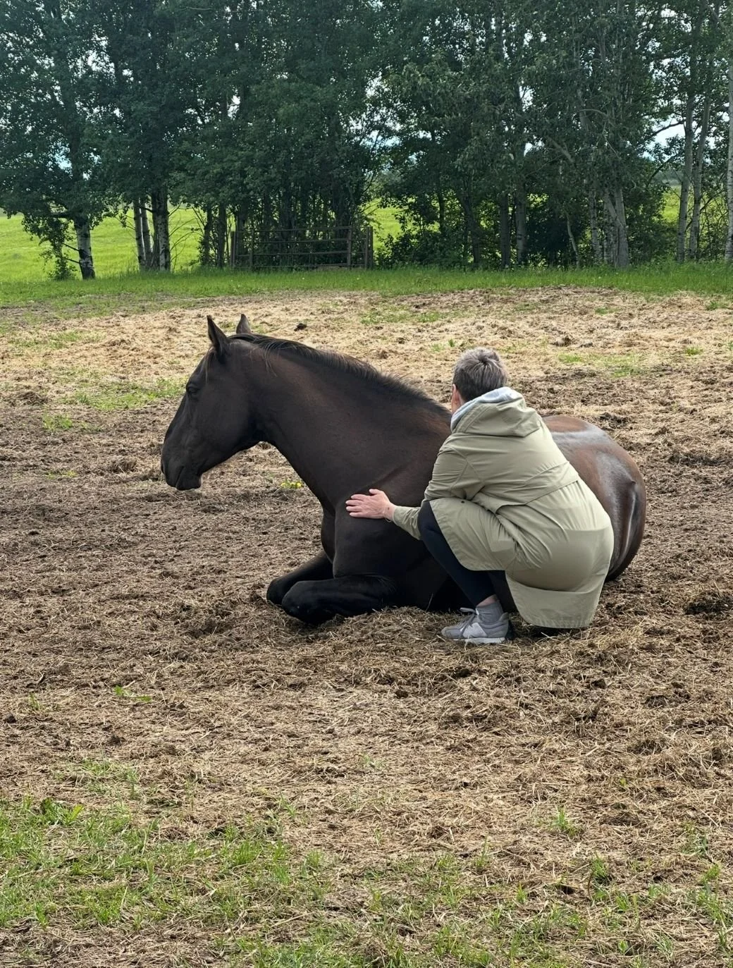 Janet Langevin facilitating deep intuitive horse connection work and energy healing with horses near Edmonton and Alberta Beach.
