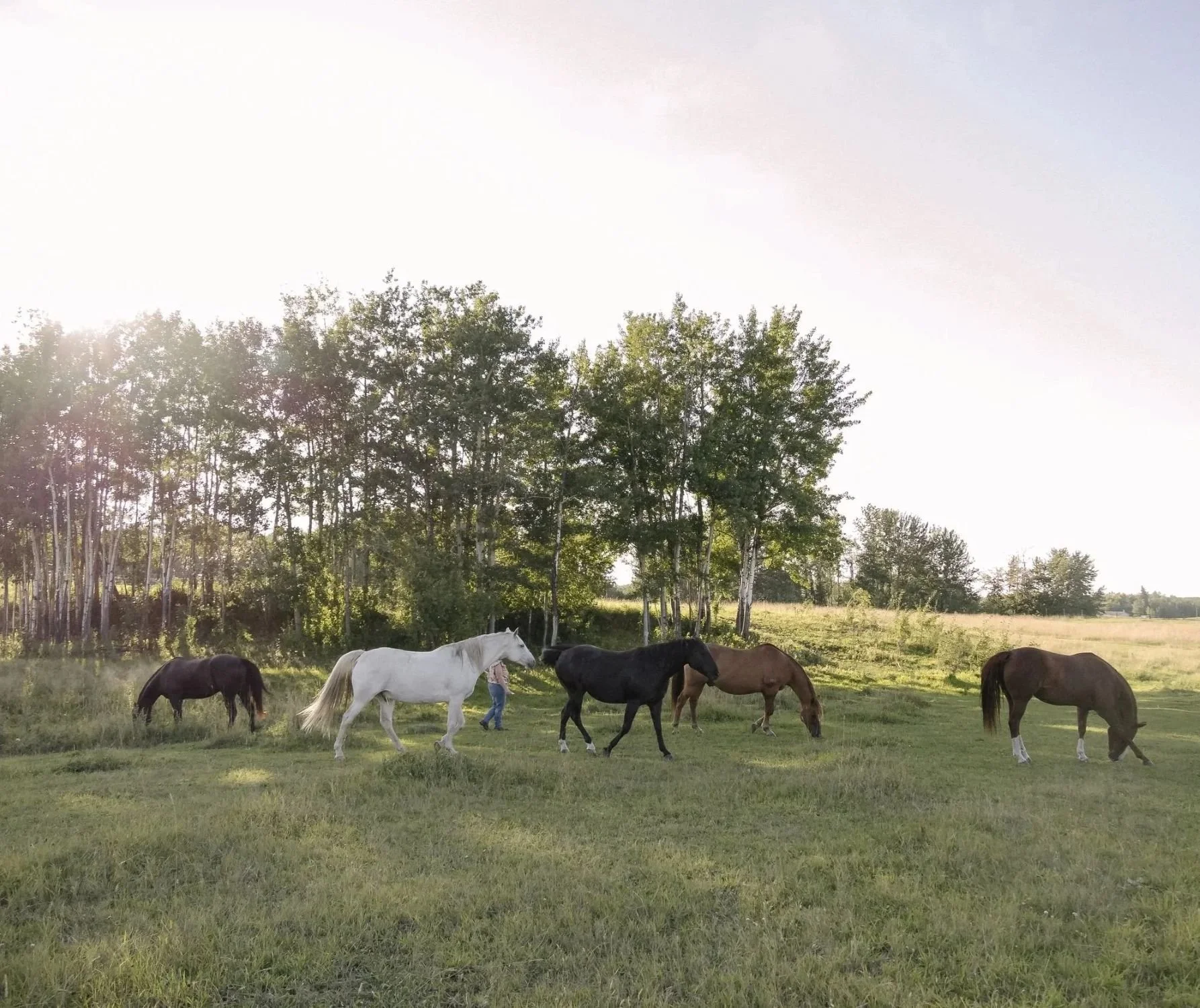 The Hoofstone Acres horse herd grazing in an open pasture near Edmonton, Alberta.