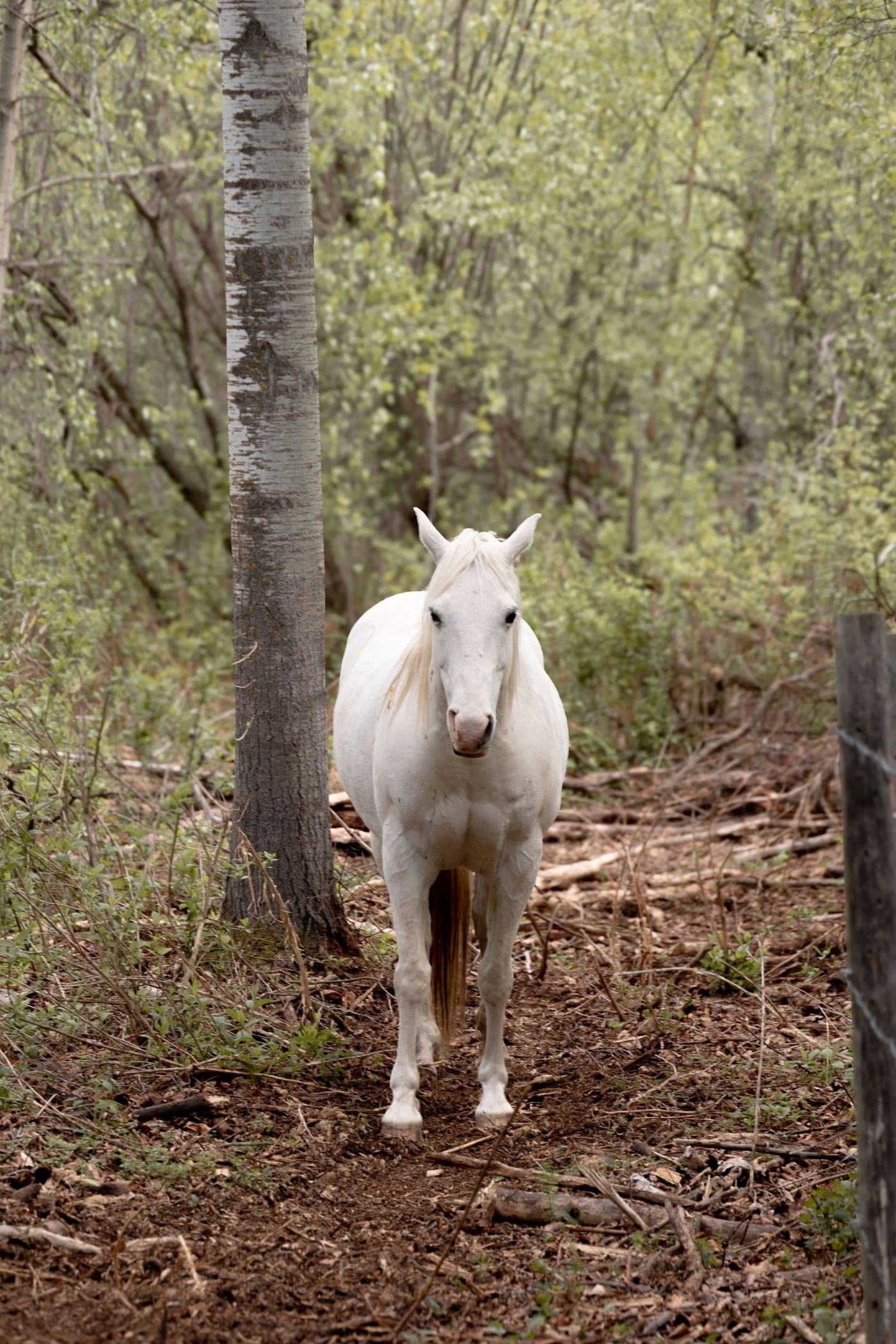 What Is Horse Medicine?