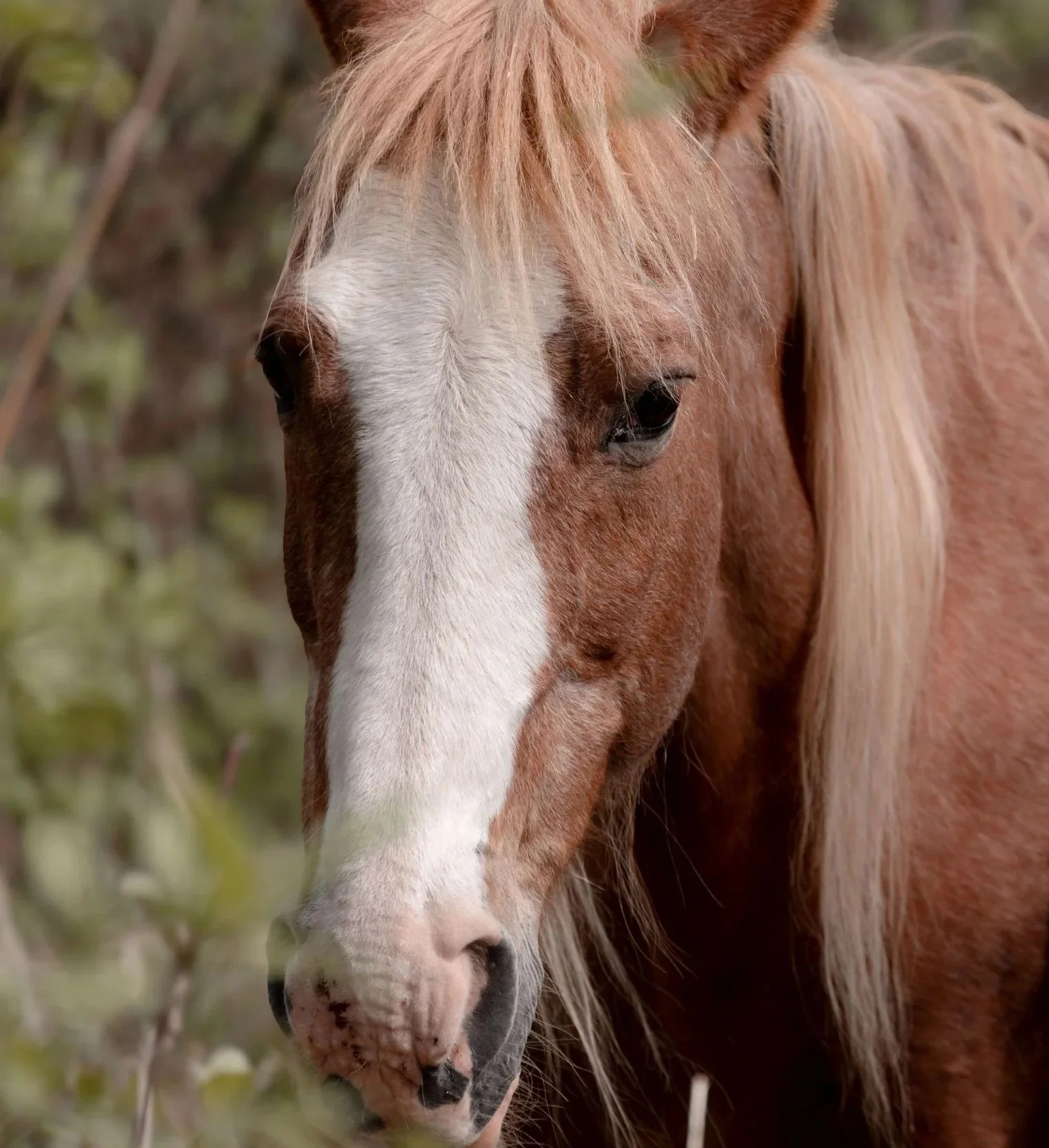 Summer, a gentle horse partner for energy healing with horses near Edmonton and Alberta Beach.