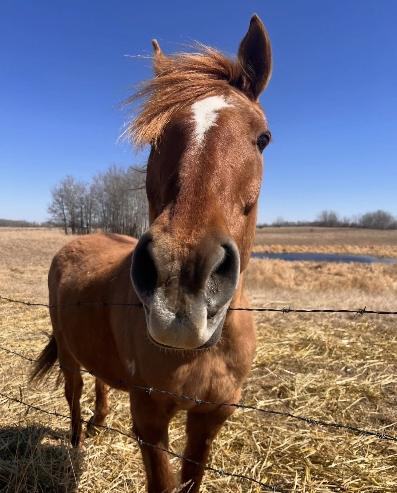 In loving memory of Cowboy, a founding horse partner of Janet Langevin's horse medicine sessions at Hoofstone Acres.