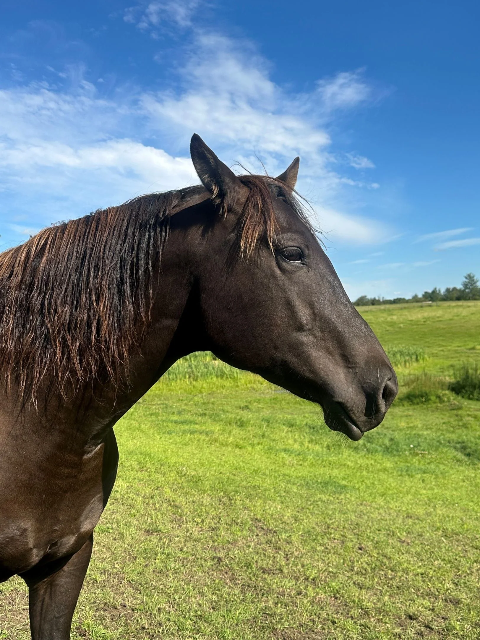 Whiskey, a horse at Hoofstone Acres facilitating horse guided healing experiences near Edmonton.