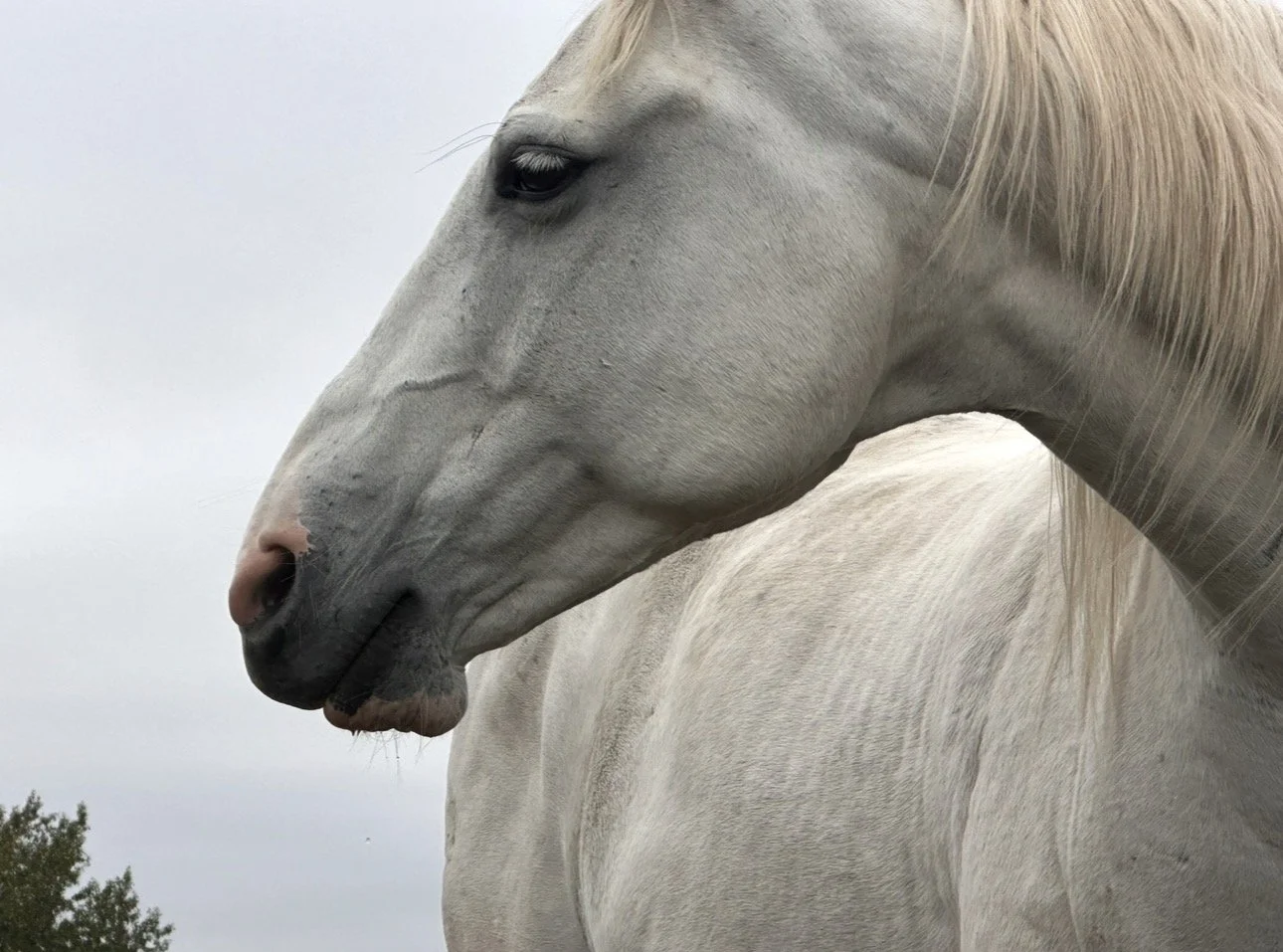 Woody, a white horse at Hoofstone Acres supporting intuitive horse connection work near Alberta Beach.