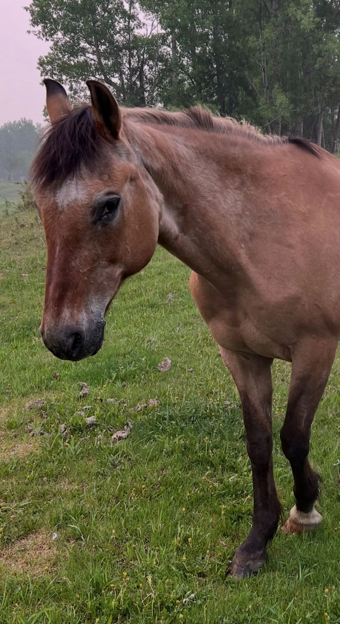 In honour of Nugget, a treasured horse who helped facilitate nervous system regulation at Hoofstone Acres.