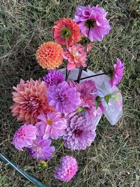 Pink and coral dahlias in a jar on grass