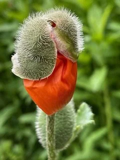 A poppy emerging from its fuzzy green bud