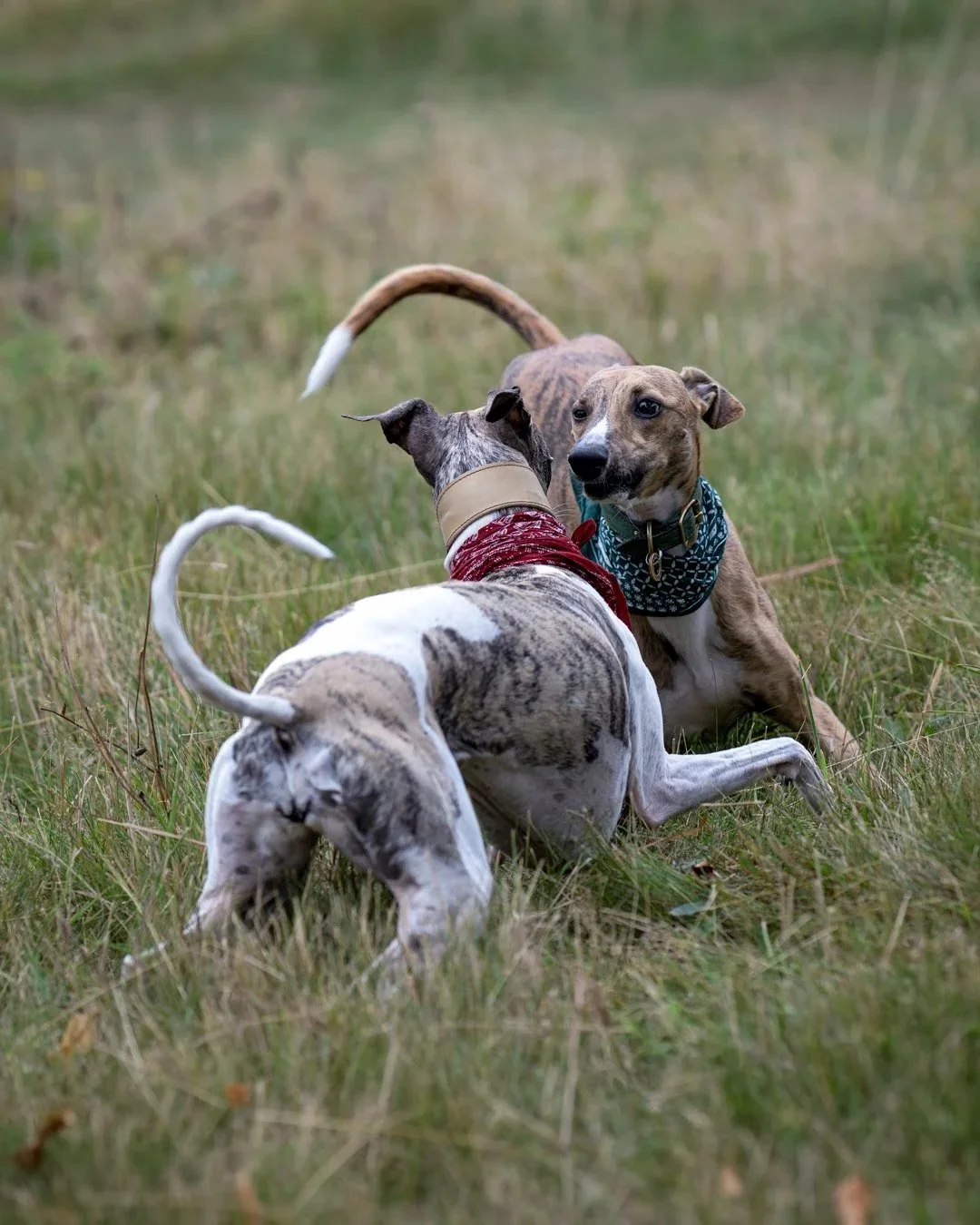 80-Redhound.jpg