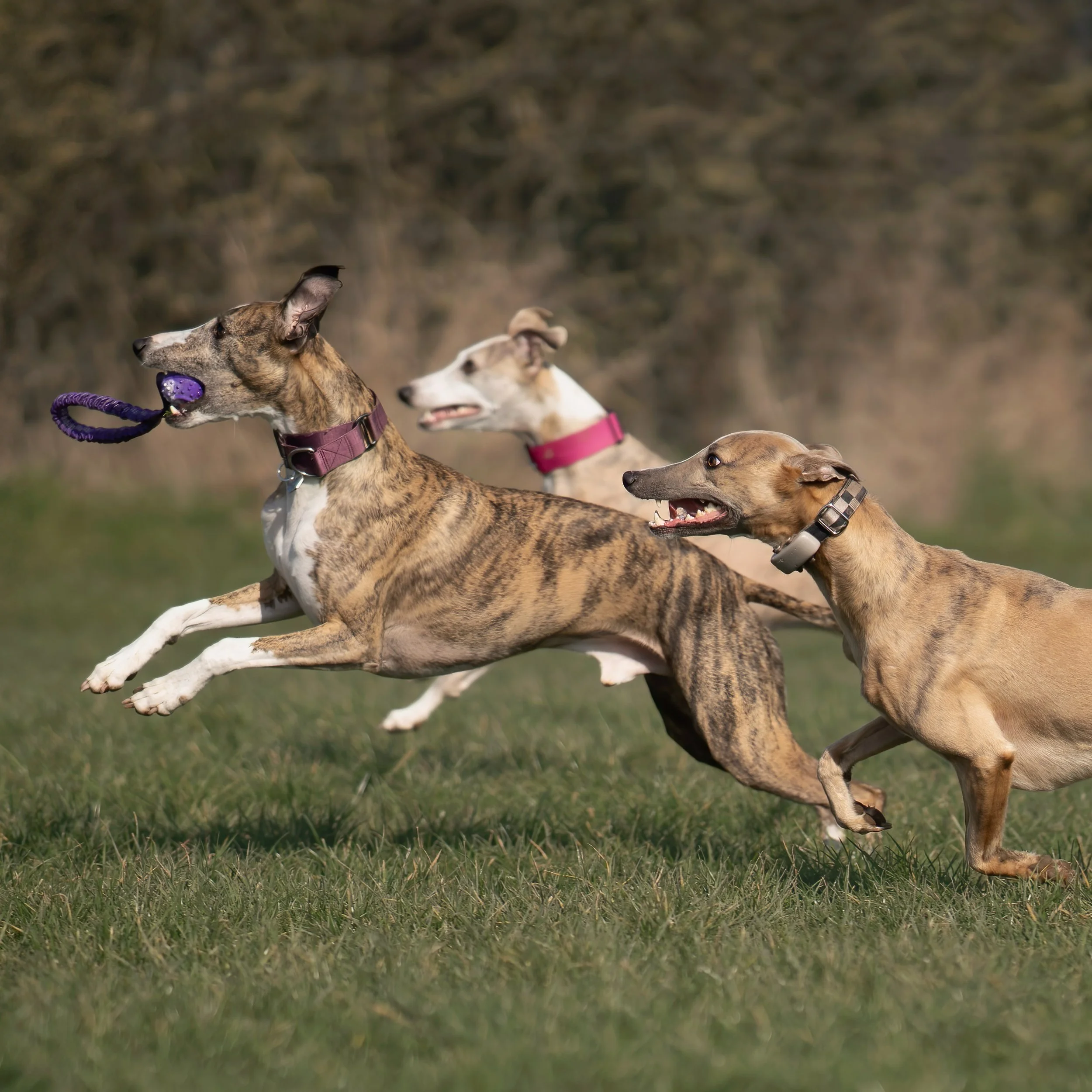 186-3-dogs-running-FLAT.jpg