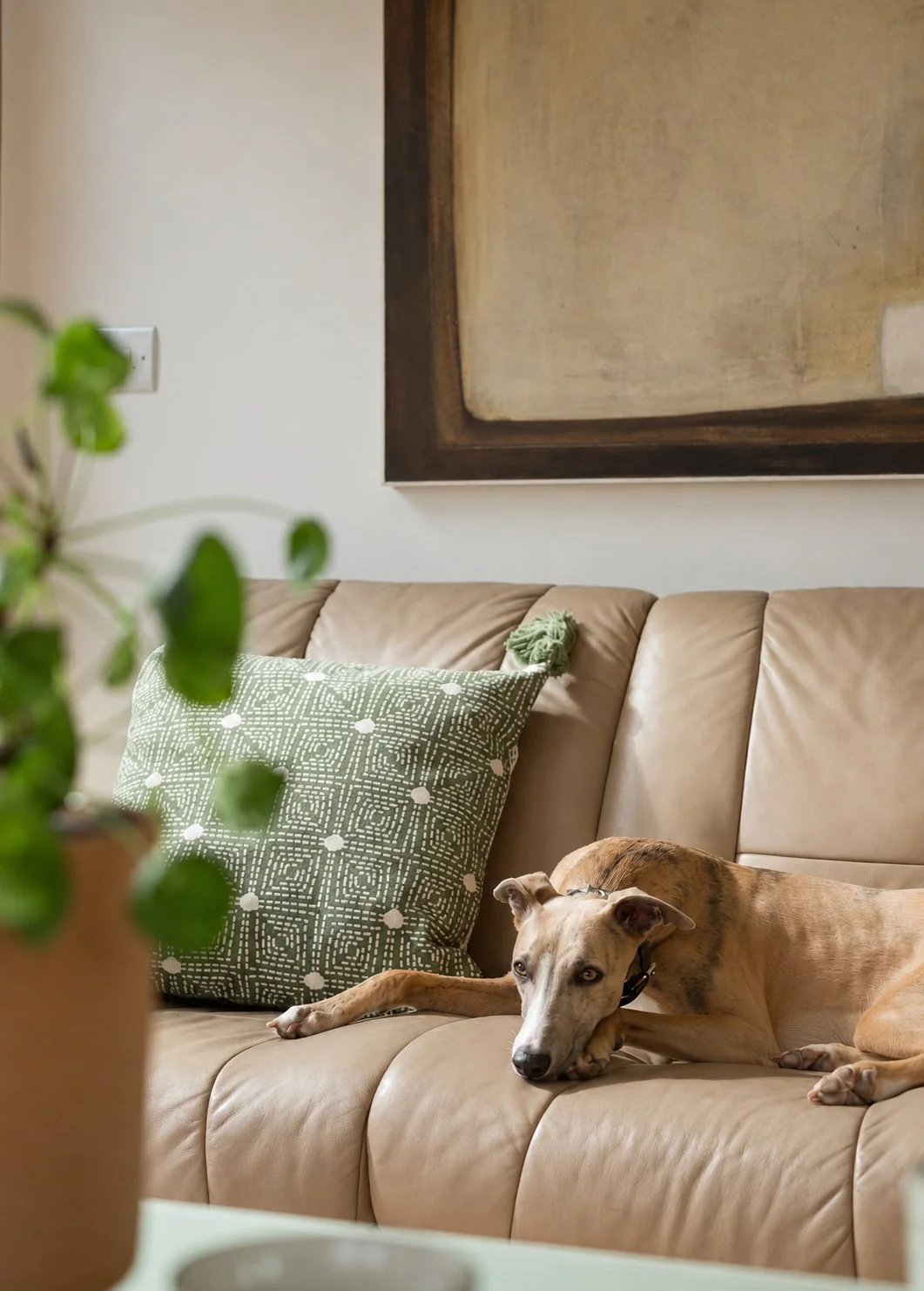 Basil on sofa.jpg