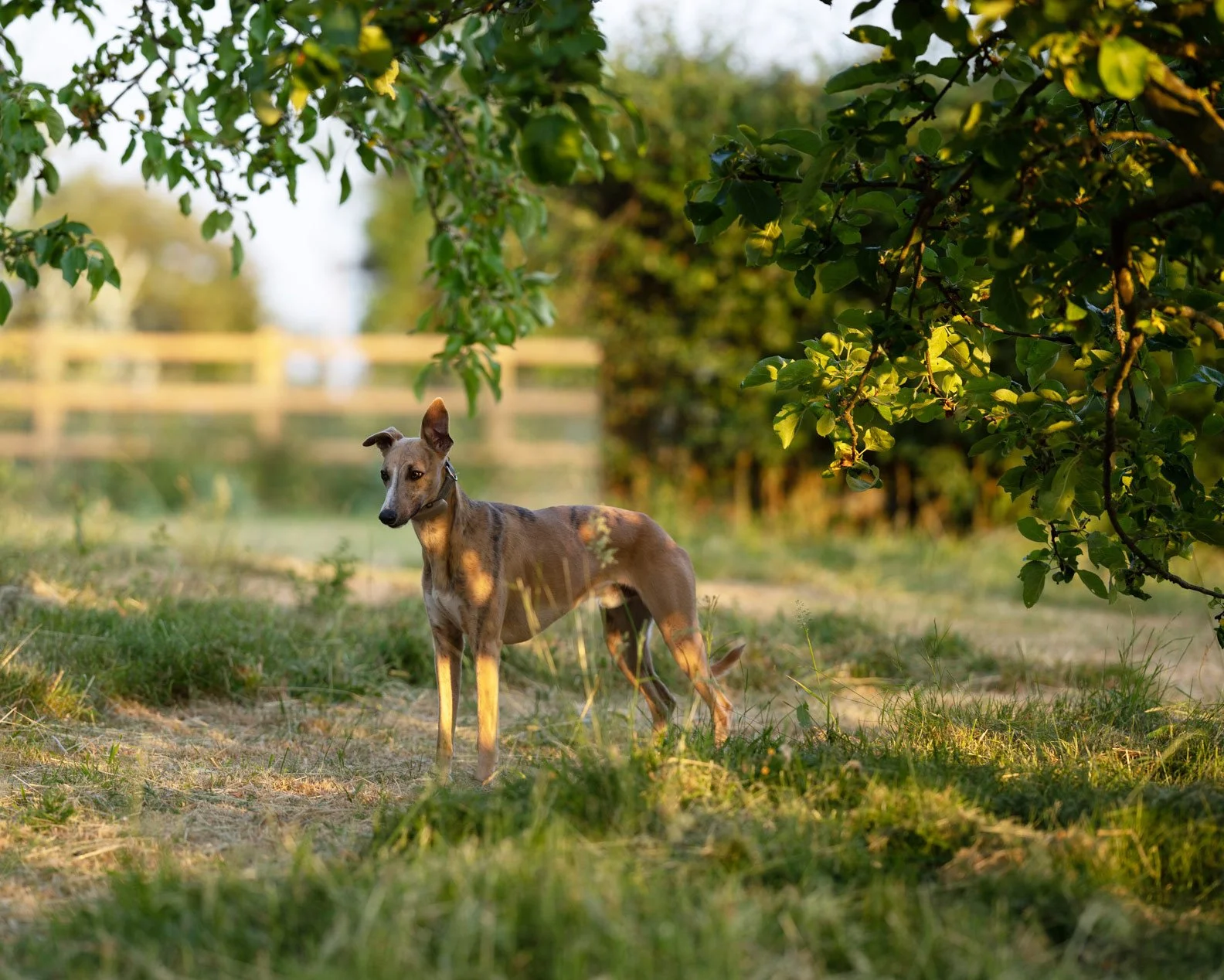 Basil in orchard.jpg