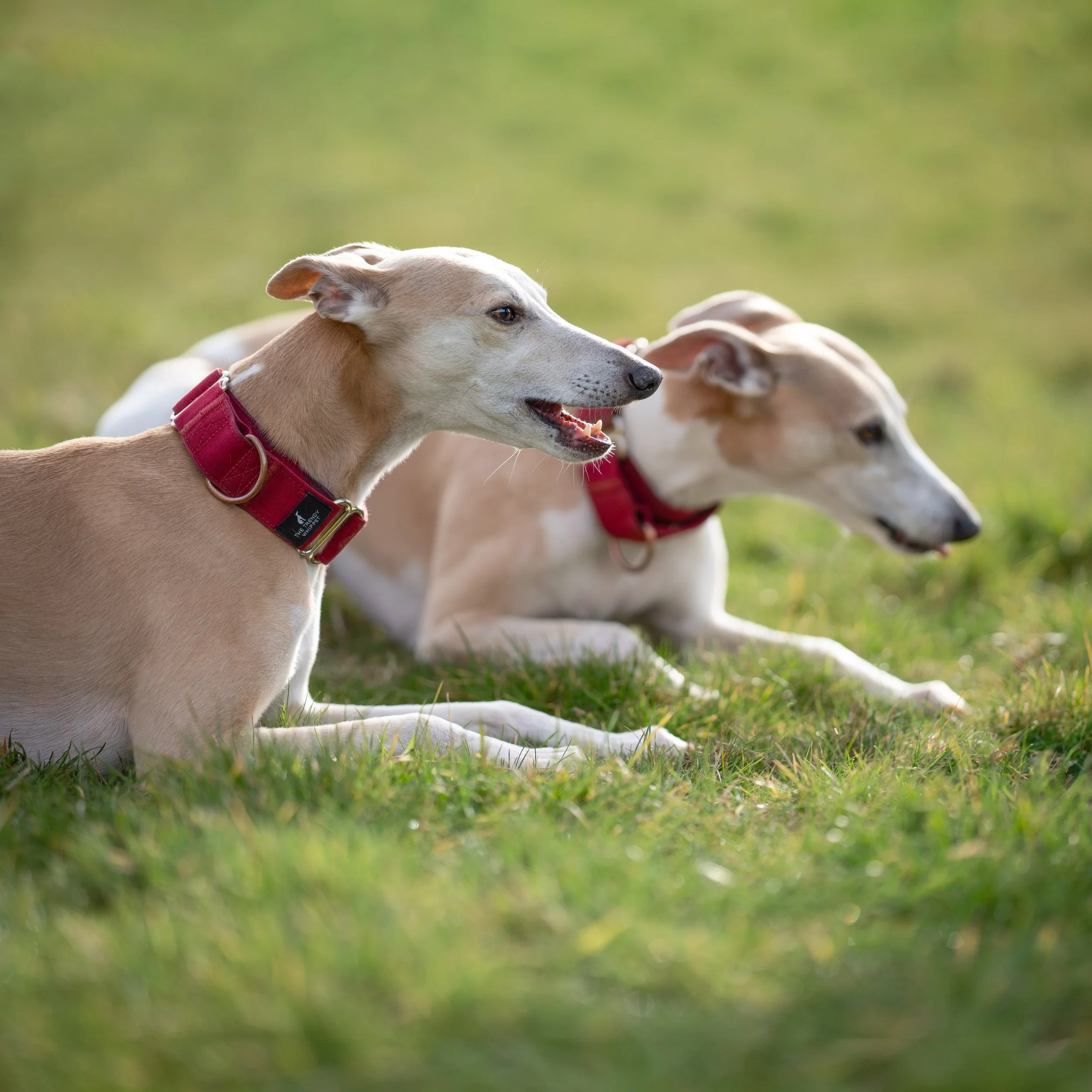 58-JACK-AND-AJAI-darker-grass.jpg