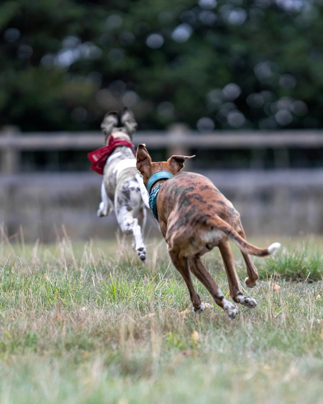 76-Redhound.jpg