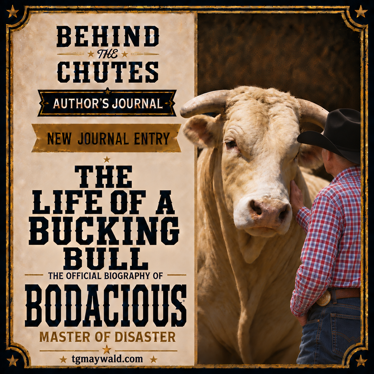 The Life of a Bucking Bull
