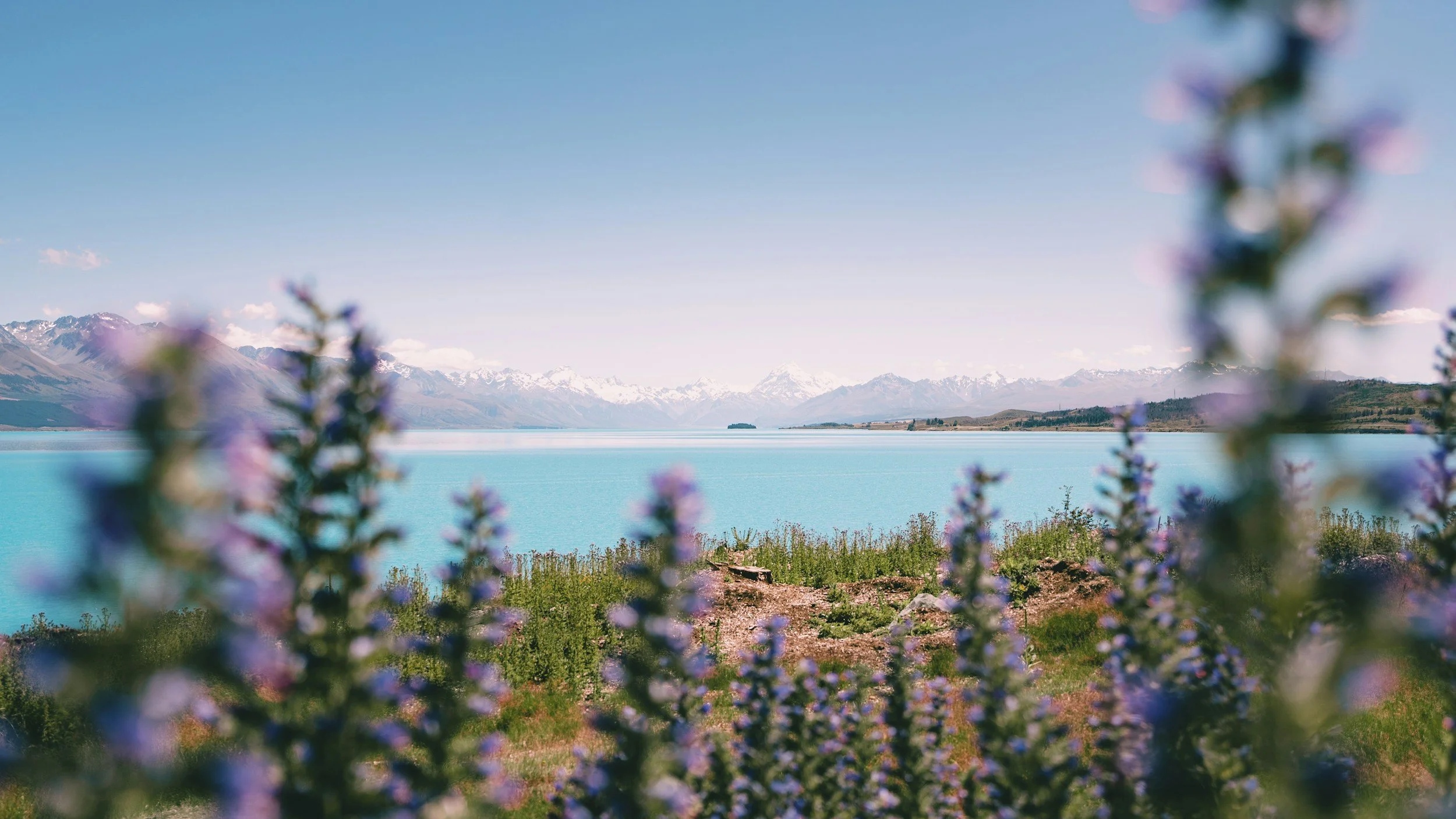 A scenic view of a large turquoise lake with snow-capped mountains in the background, while purple flowers in the foreground are out of focus.