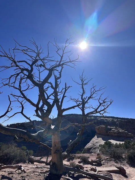 A barren leafless tree standing in a desert landscape under a bright sun in a clear blue sky.