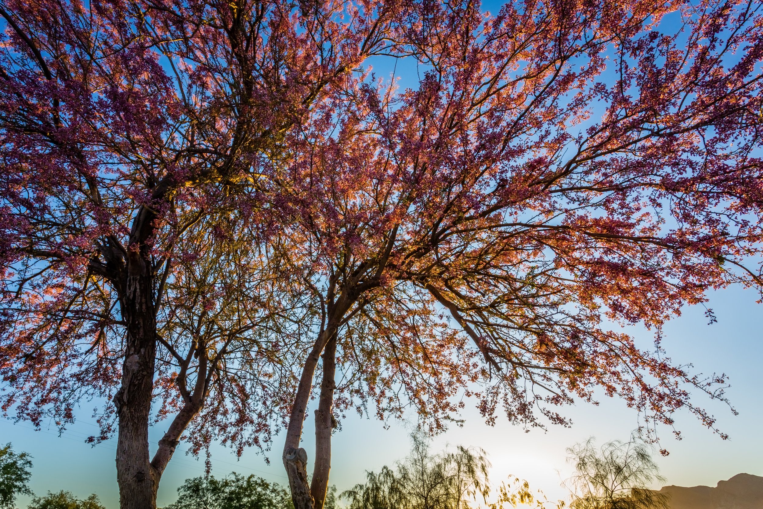 A tall tree with pink blossoms against a clear blue sky, with a small mountain or hill visible in the distance at sunset.