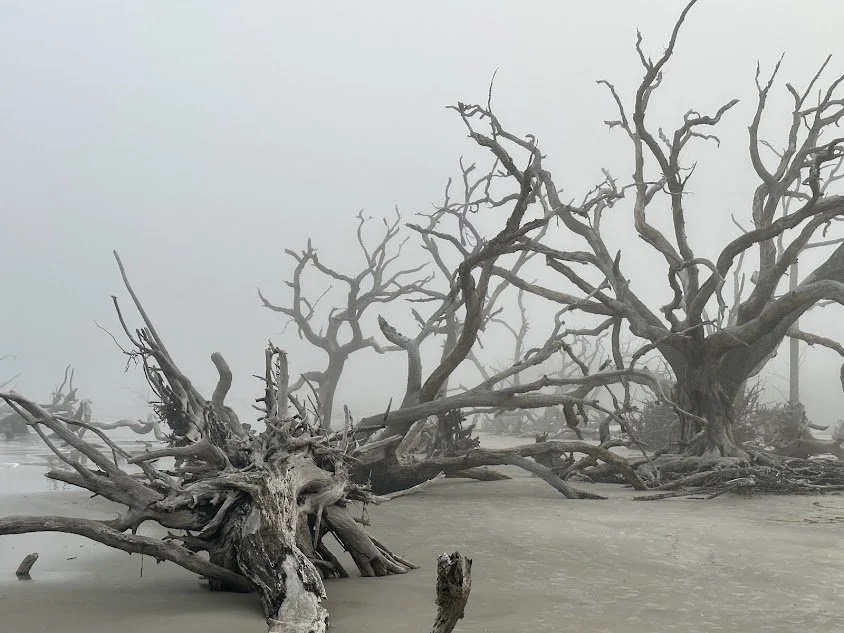Gnarled, leafless trees lying on a foggy, gray beach, with fallen branches and roots visible.