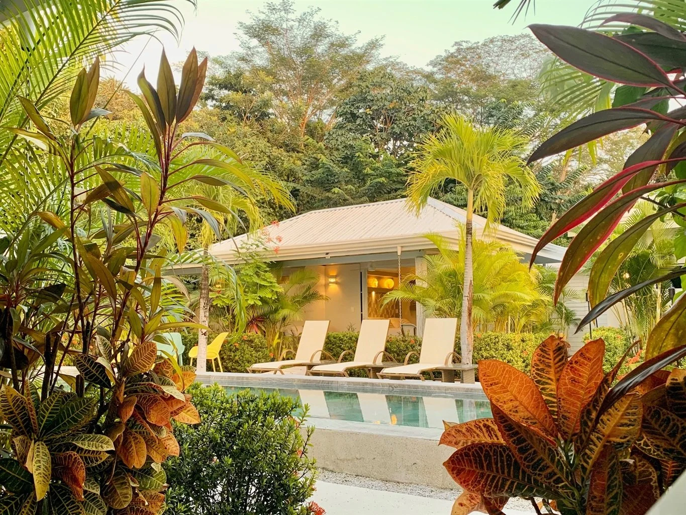 A tropical backyard with a small swimming pool, surrounded by lush green plants and trees. There are four lounge chairs and a house with a white roof in the background.