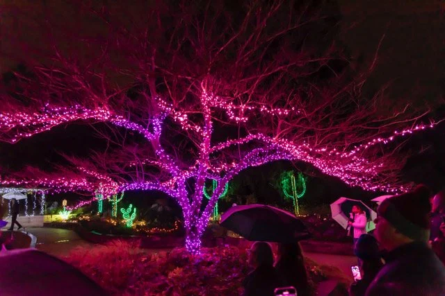 Tree decorated with vibrant purple and pink holiday lights at night, with people holding umbrellas and taking photos.