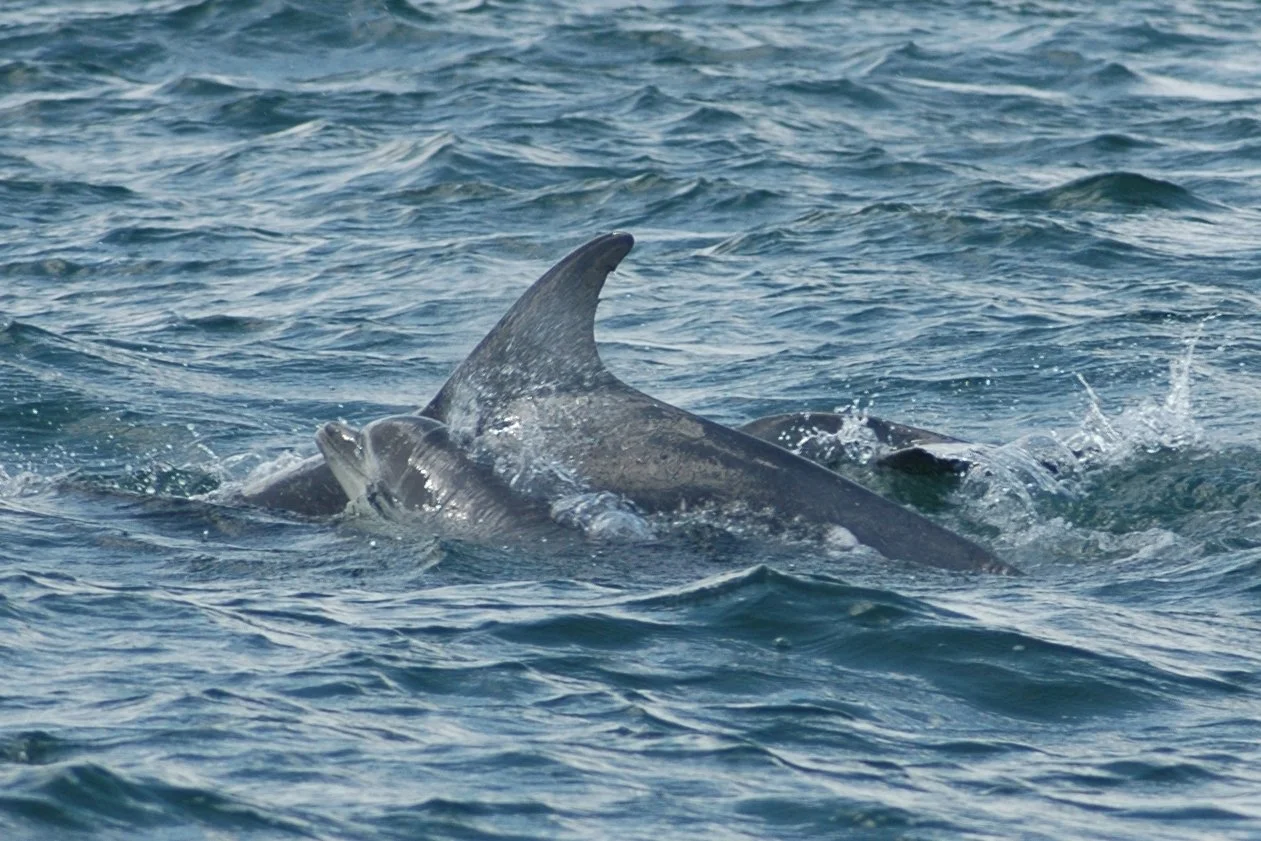 A dorsal fin and a part of a whale, possibly a whale, visible above the water in the ocean.