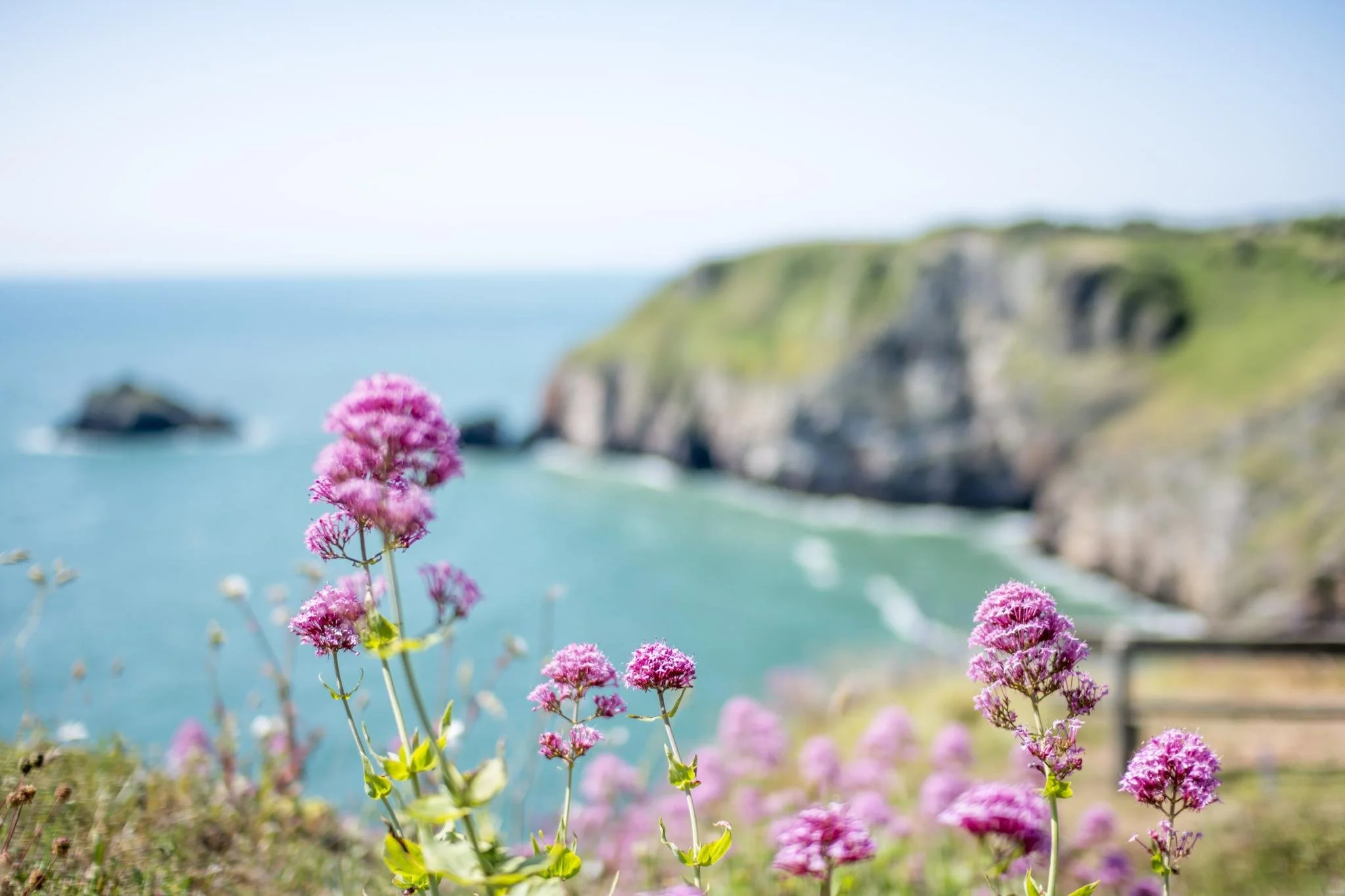Pink wildflowers in foreground with blurred coastal cliffs and ocean in background.