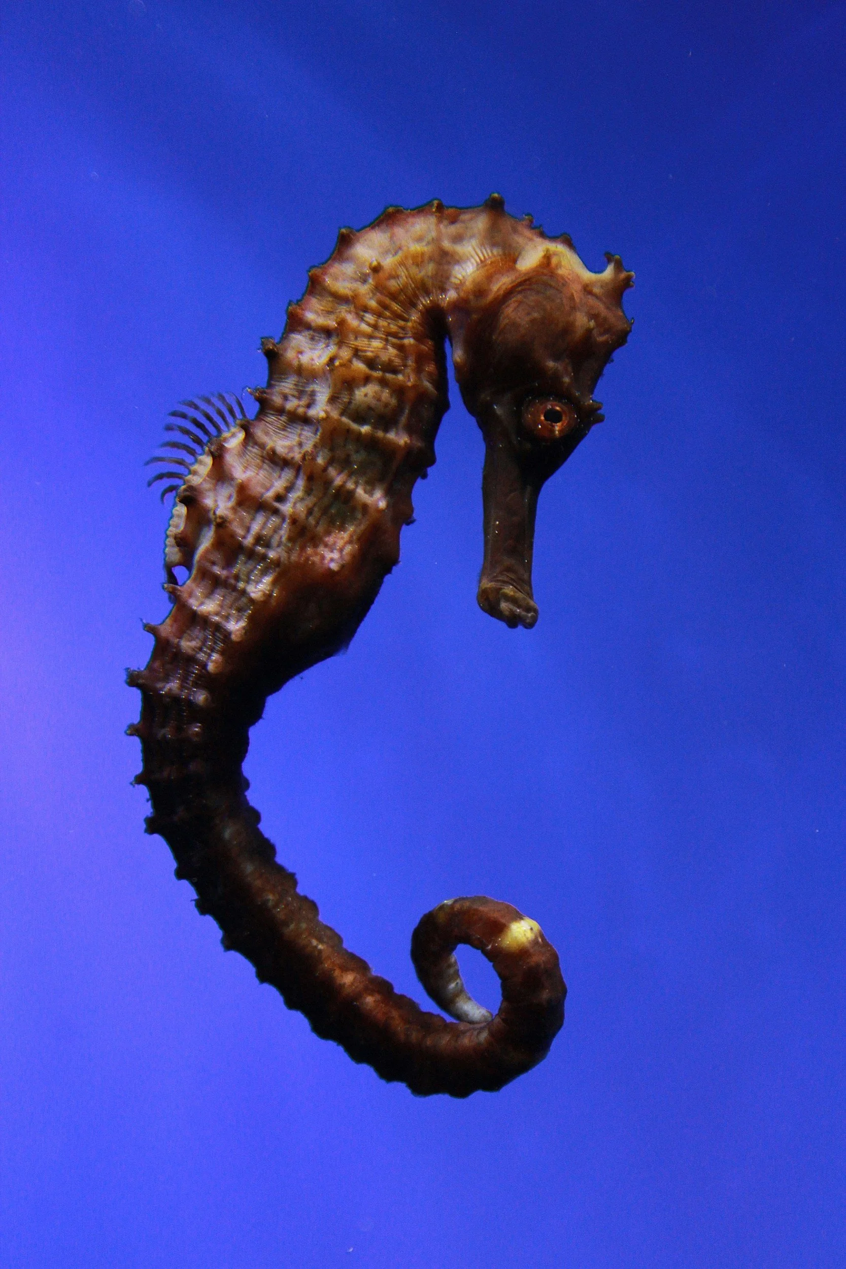 A seahorse with a twisted body and textured appearance, set against a blue background.