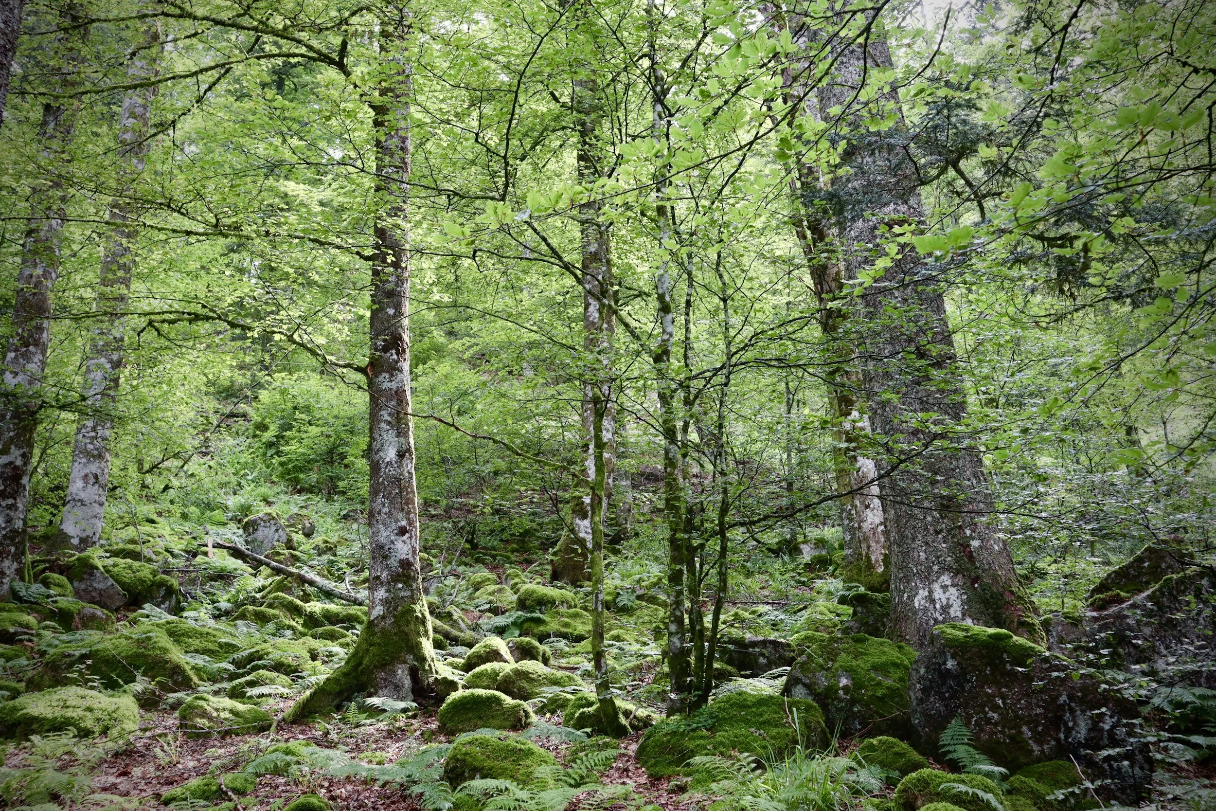 A narrow wooden pathway through a green forested area, with a small sign on a post indicating lift latch to open gate.